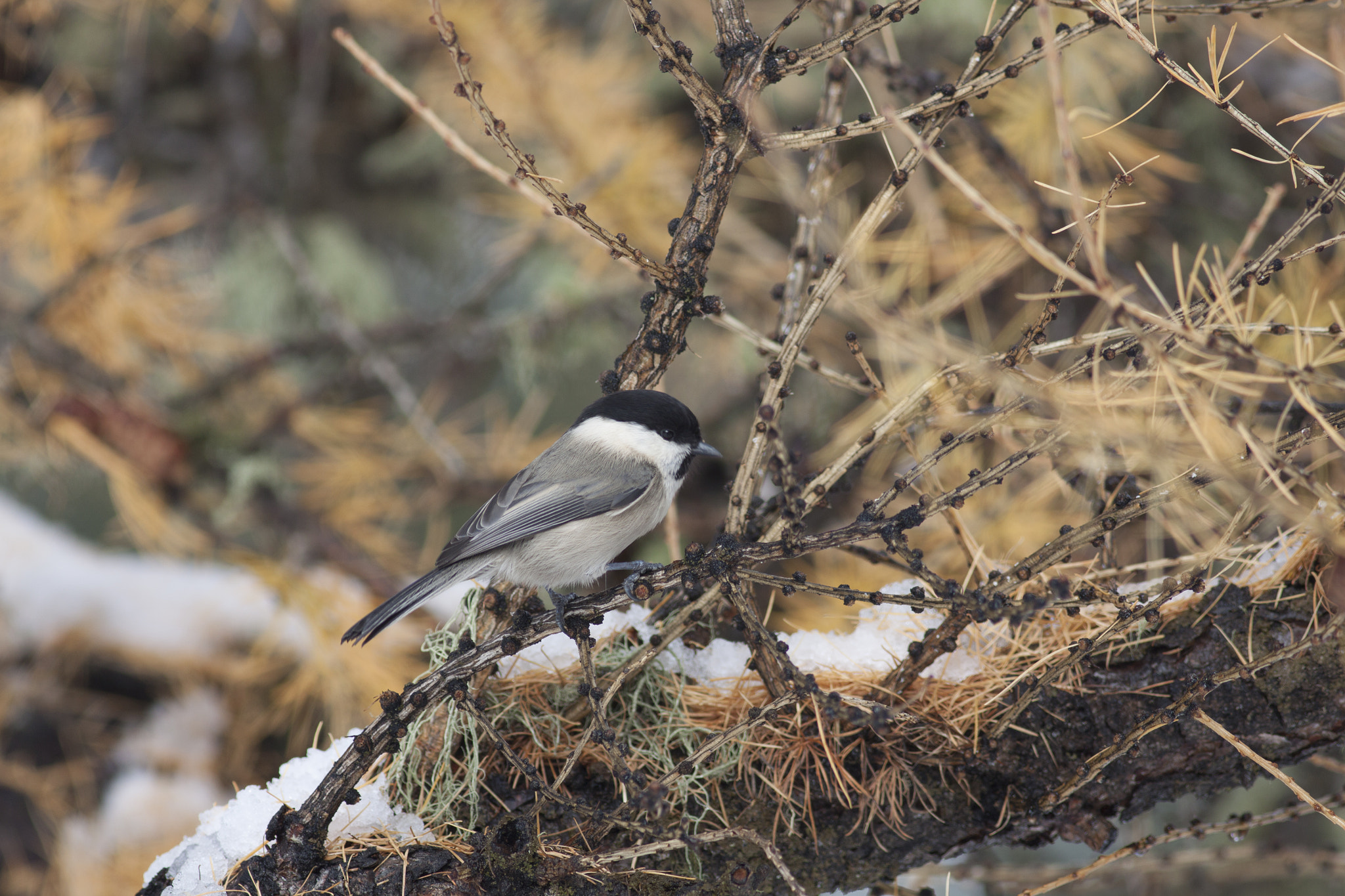 Canon EOS 50D + Canon EF 400mm F5.6L USM sample photo. Little bird photography