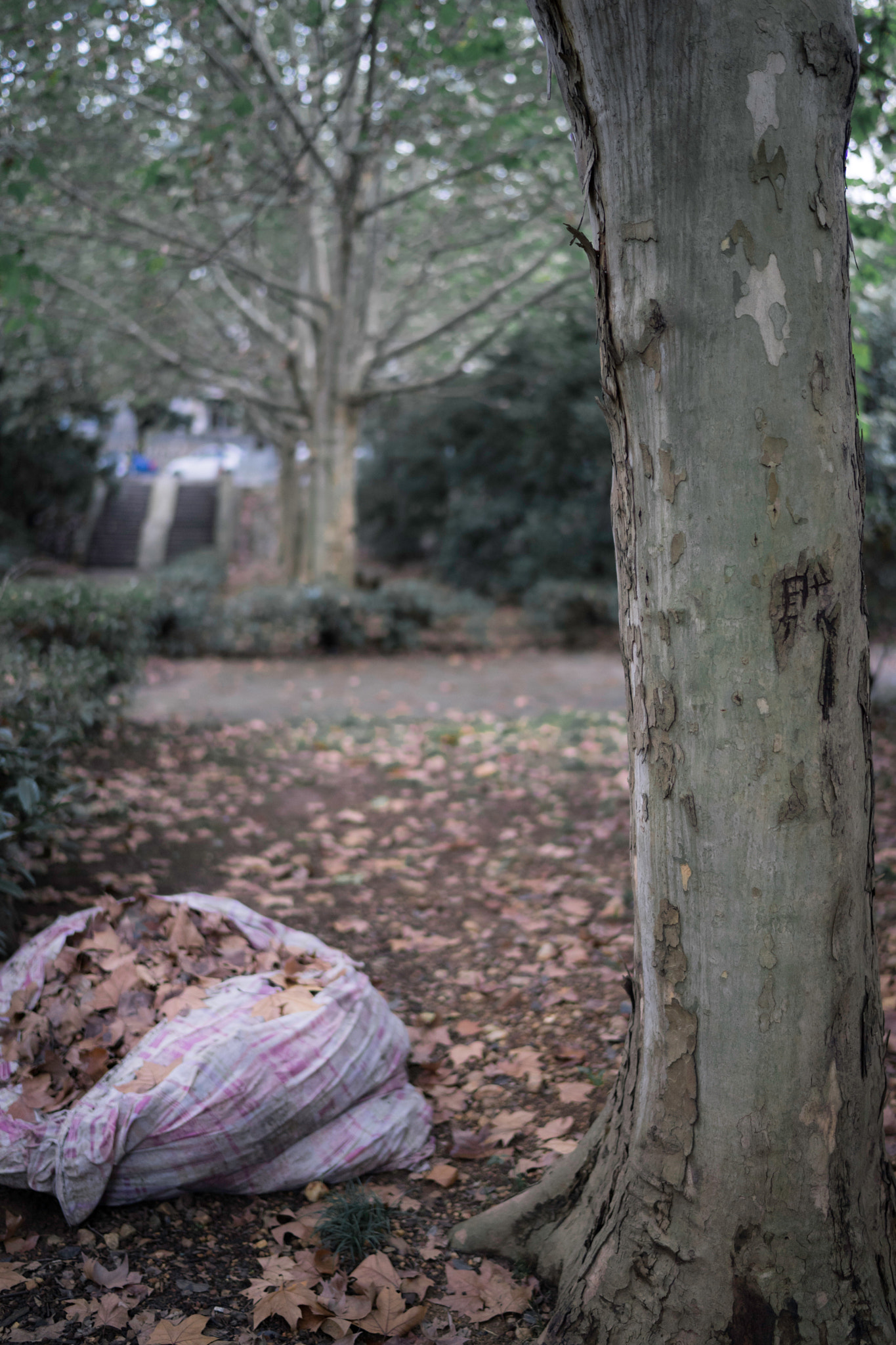 Sony a7 + Sony Distagon T* FE 35mm F1.4 ZA sample photo. Bag of leaves photography