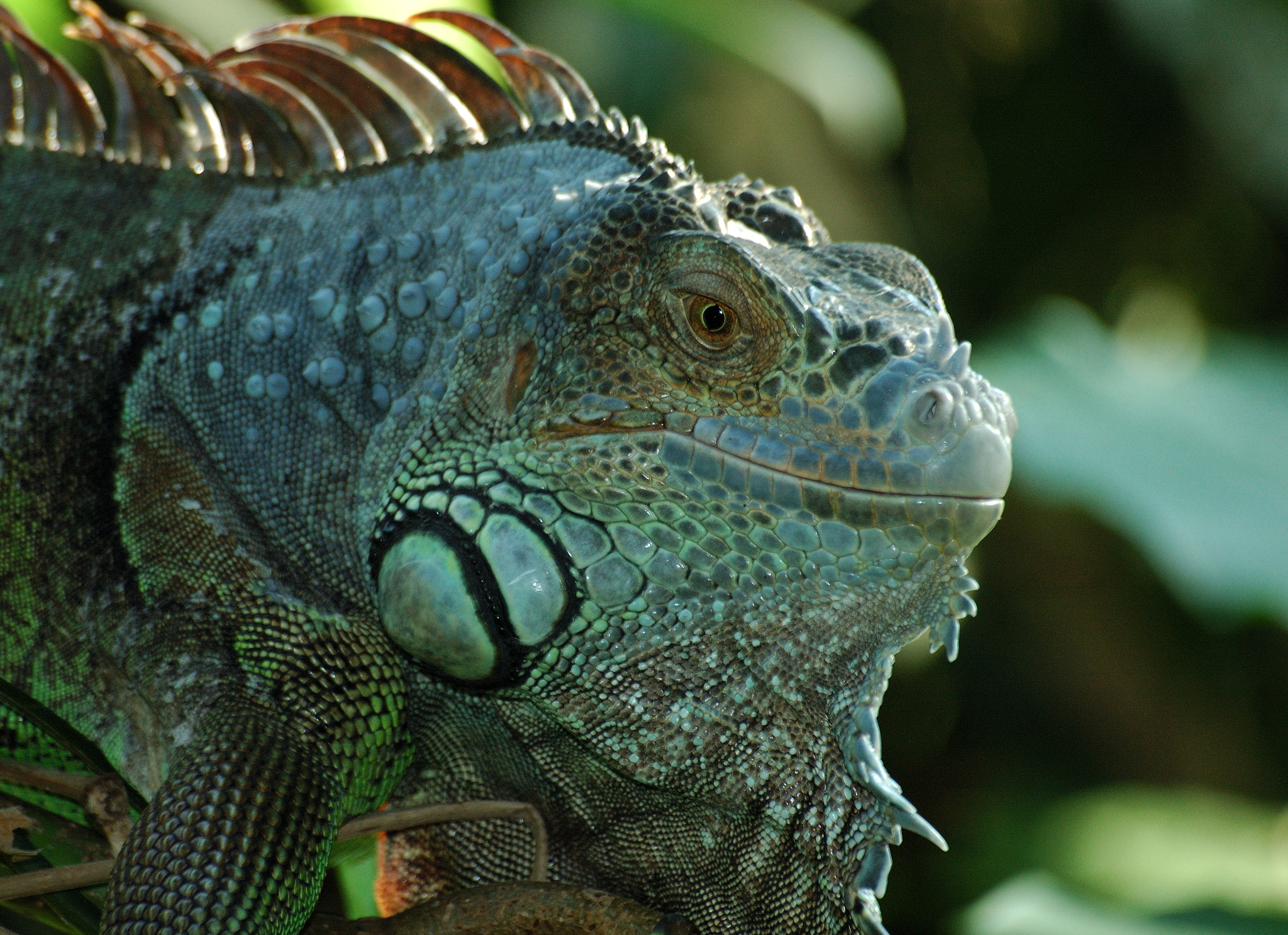 Sigma 70-300mm F4-5.6 APO Macro Super II sample photo. X photography