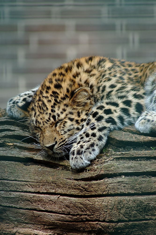 AF Zoom-Nikkor 70-300mm f/4-5.6D ED sample photo. Kopi af x photography