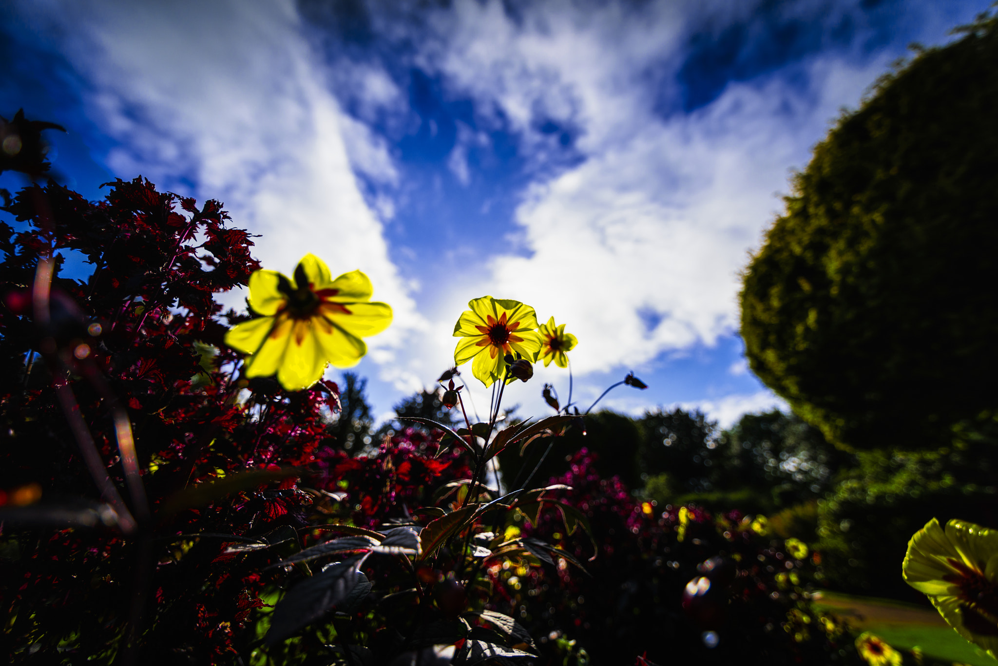 Nikon D810 + Tokina AT-X 16-28mm F2.8 Pro FX sample photo. Yellow photography