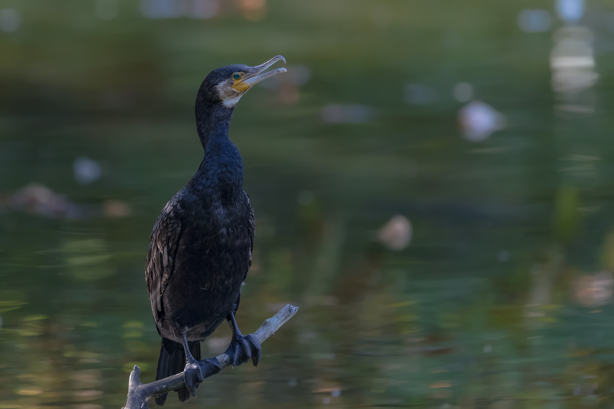 Canon EF 400mm F2.8L IS II USM sample photo. Kormoran.. photography