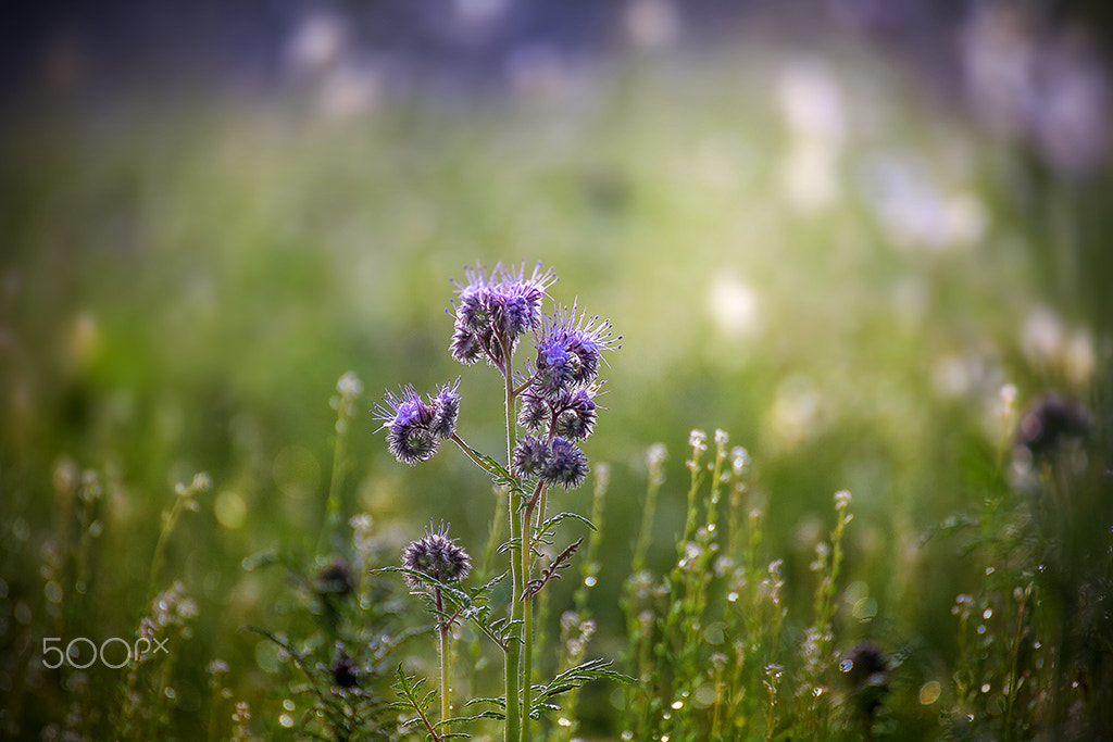 Tamron SP 35mm F1.8 Di VC USD sample photo. Natural photography