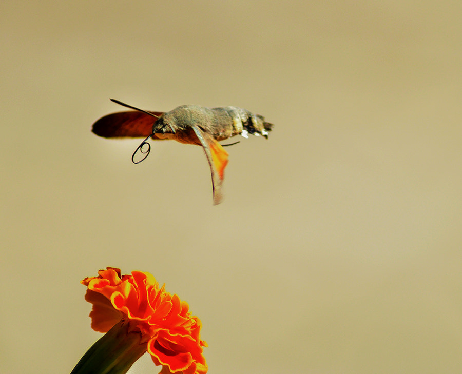 Nikon D5000 sample photo. Hawk moth photography
