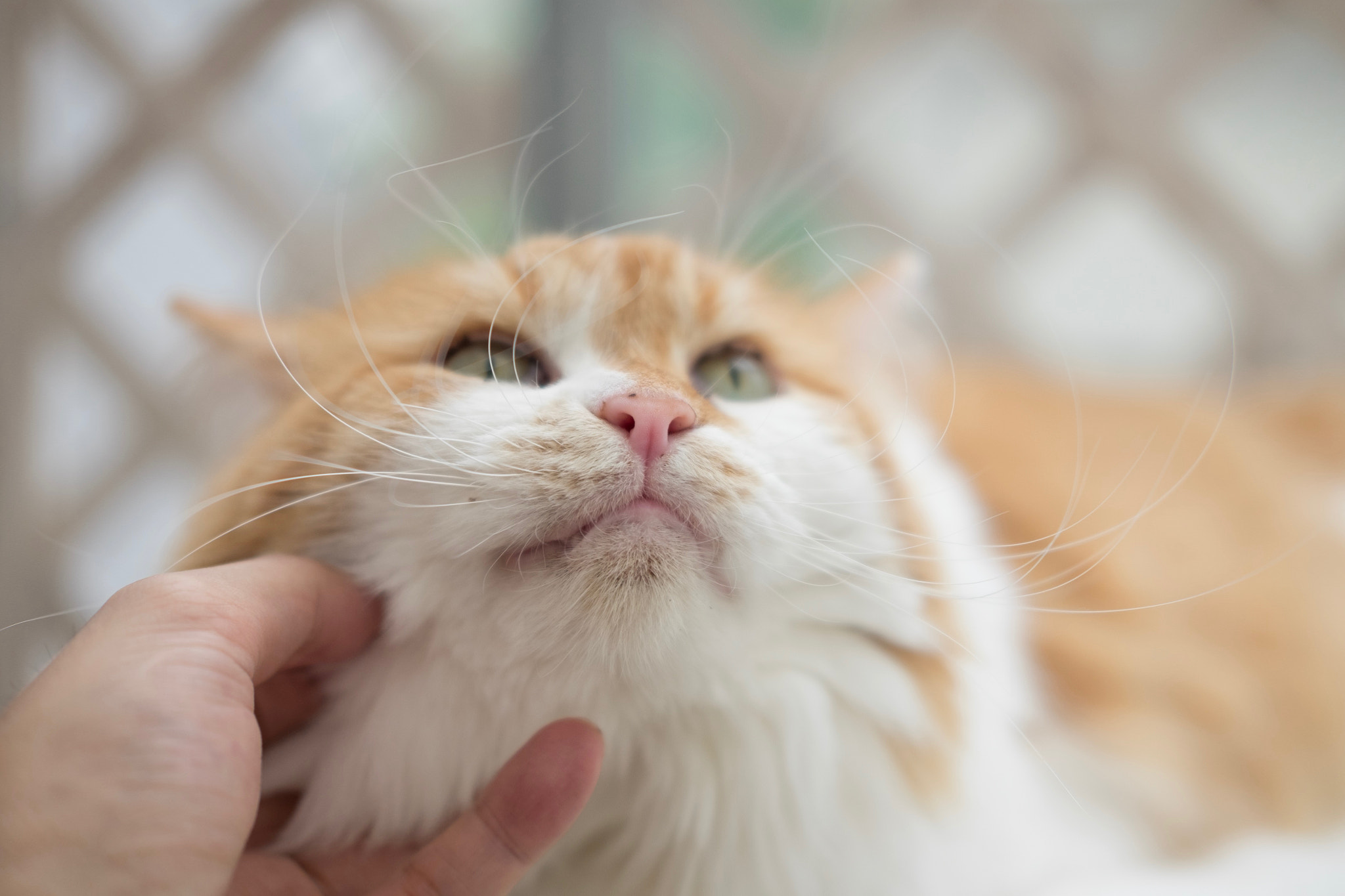 Fujifilm X-E2 + Fujifilm XF 35mm F2 R WR sample photo. Cat in toshima-ku tokyo photography