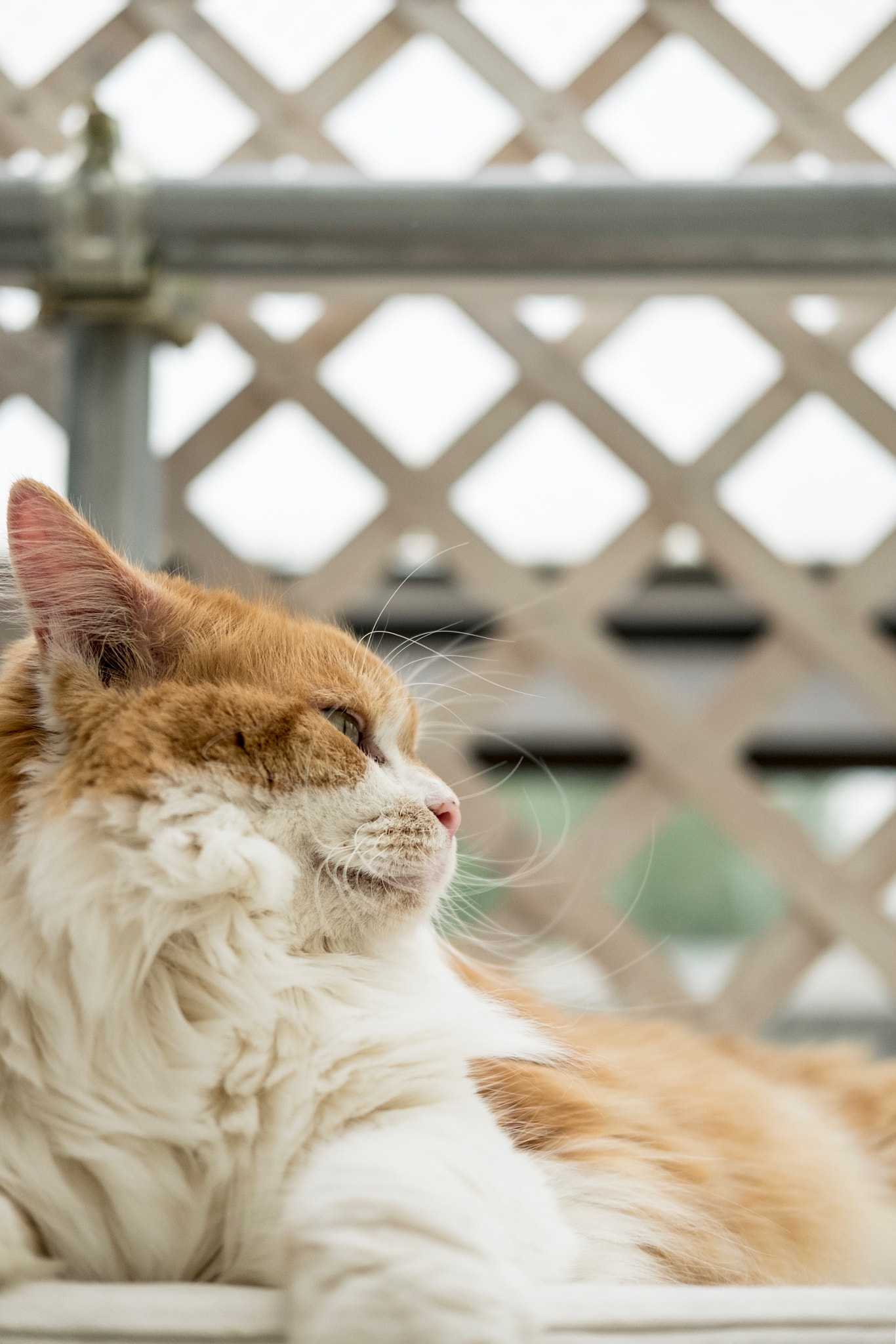 Fujifilm X-E2 + Fujifilm XF 35mm F2 R WR sample photo. Cat in toshima-ku tokyo photography