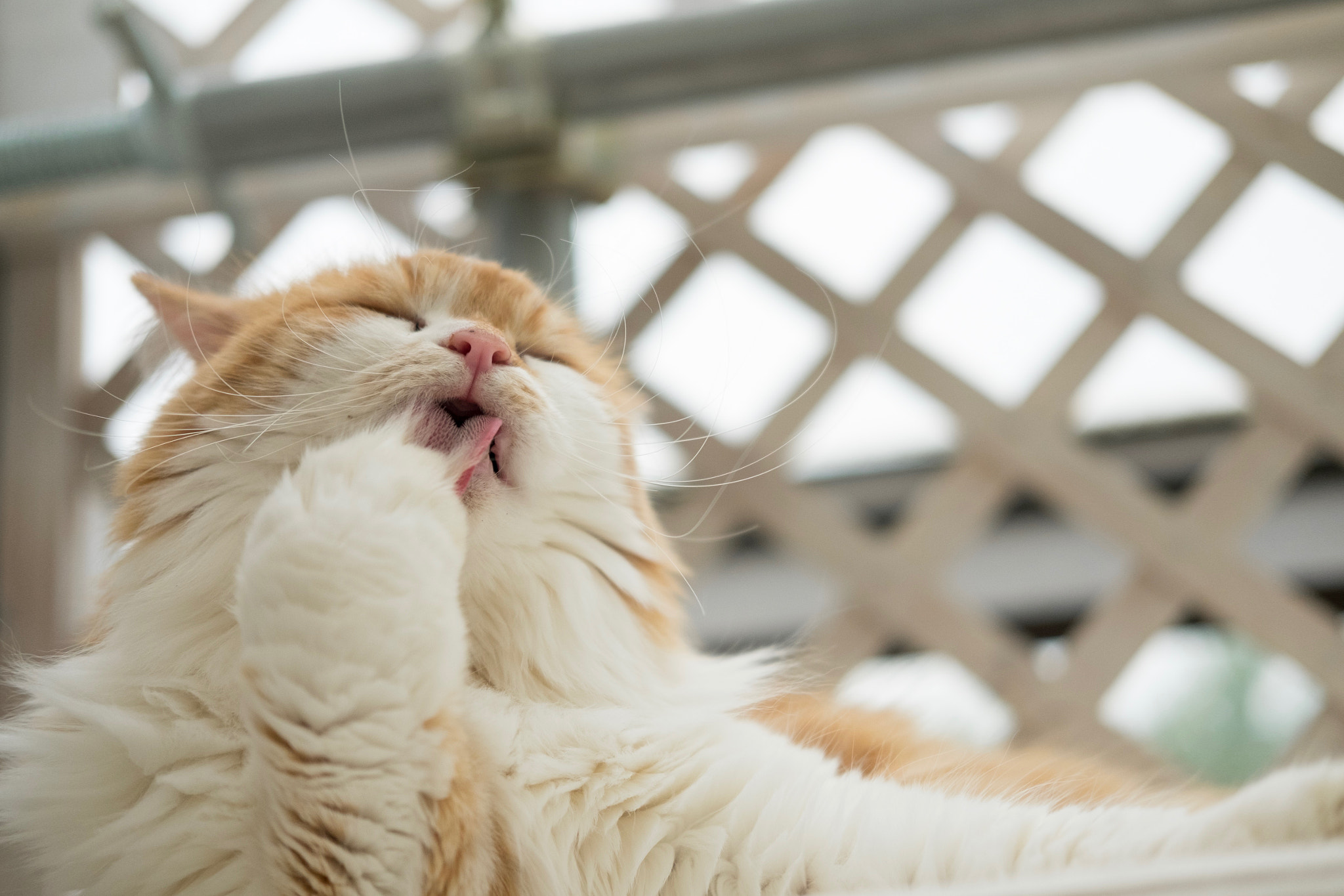 Fujifilm X-E2 + Fujifilm XF 35mm F2 R WR sample photo. Cat in toshima-ku tokyo photography