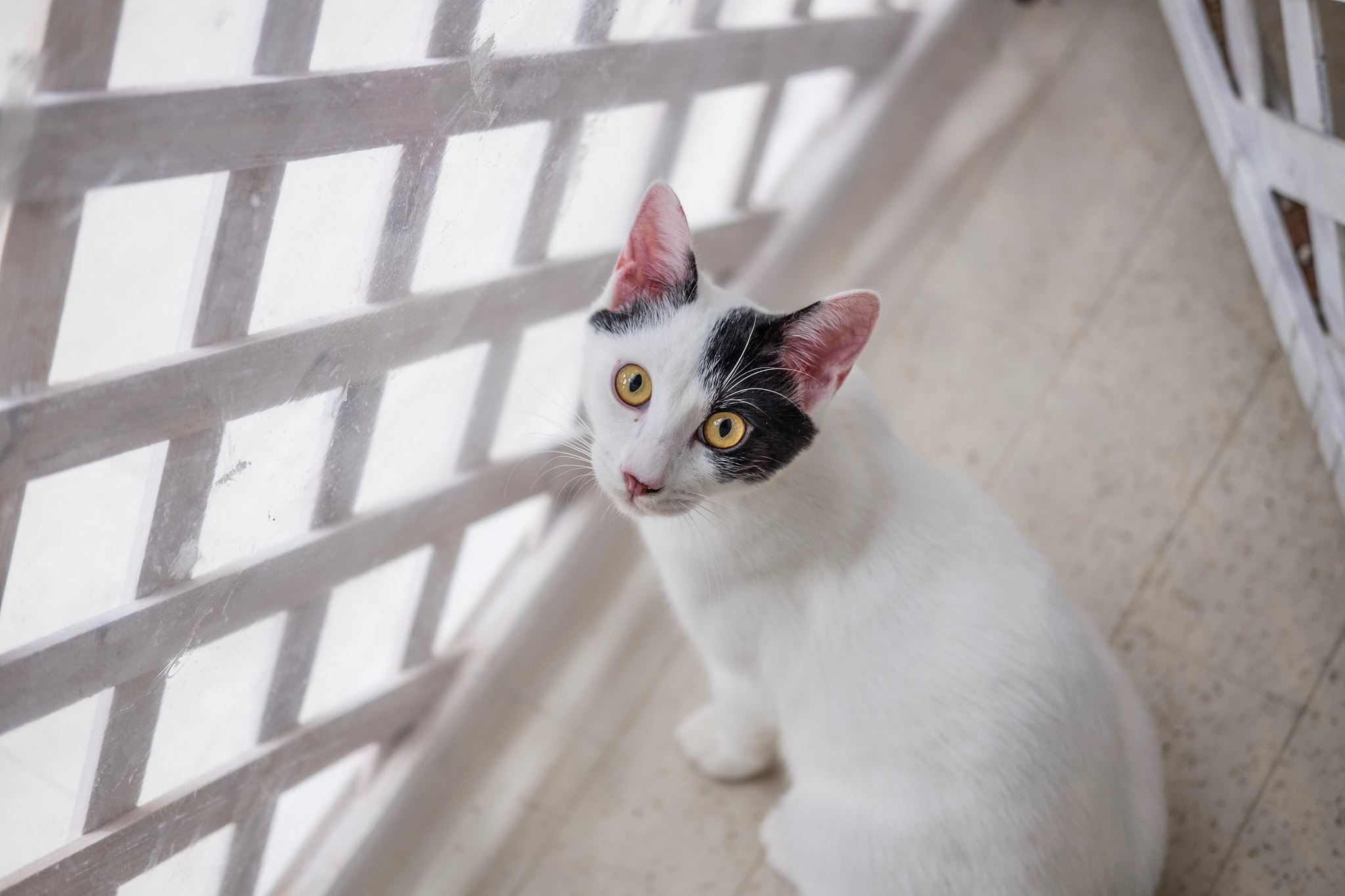 Fujifilm X-E2 + Fujifilm XF 35mm F2 R WR sample photo. Cat in toshima-ku tokyo photography