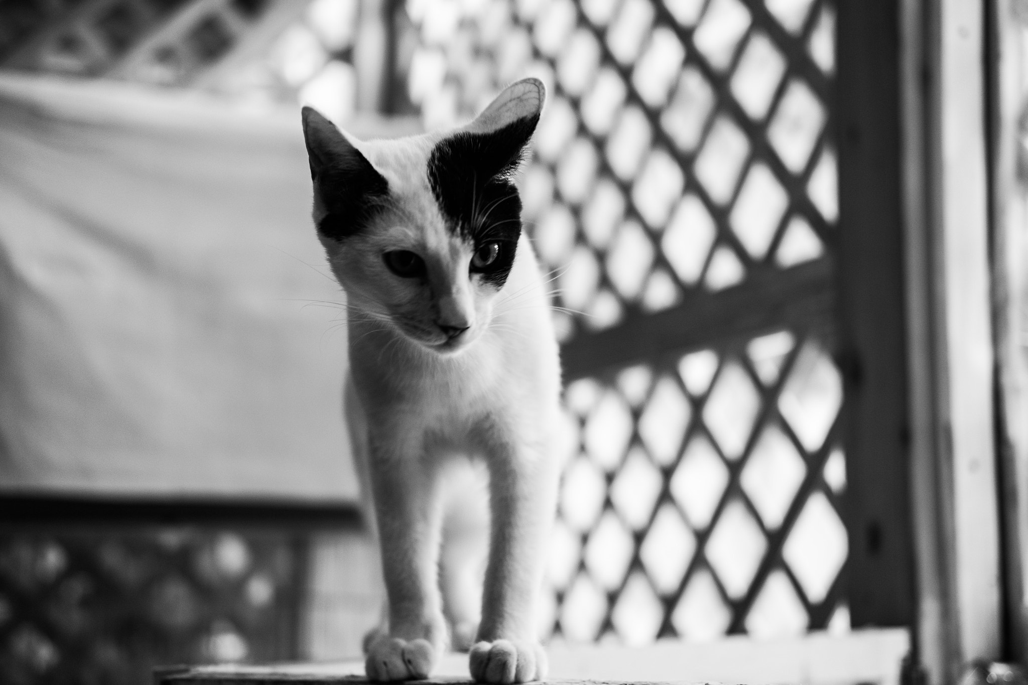 Fujifilm X-E2 + Fujifilm XF 35mm F2 R WR sample photo. Cat in toshima-ku tokyo photography