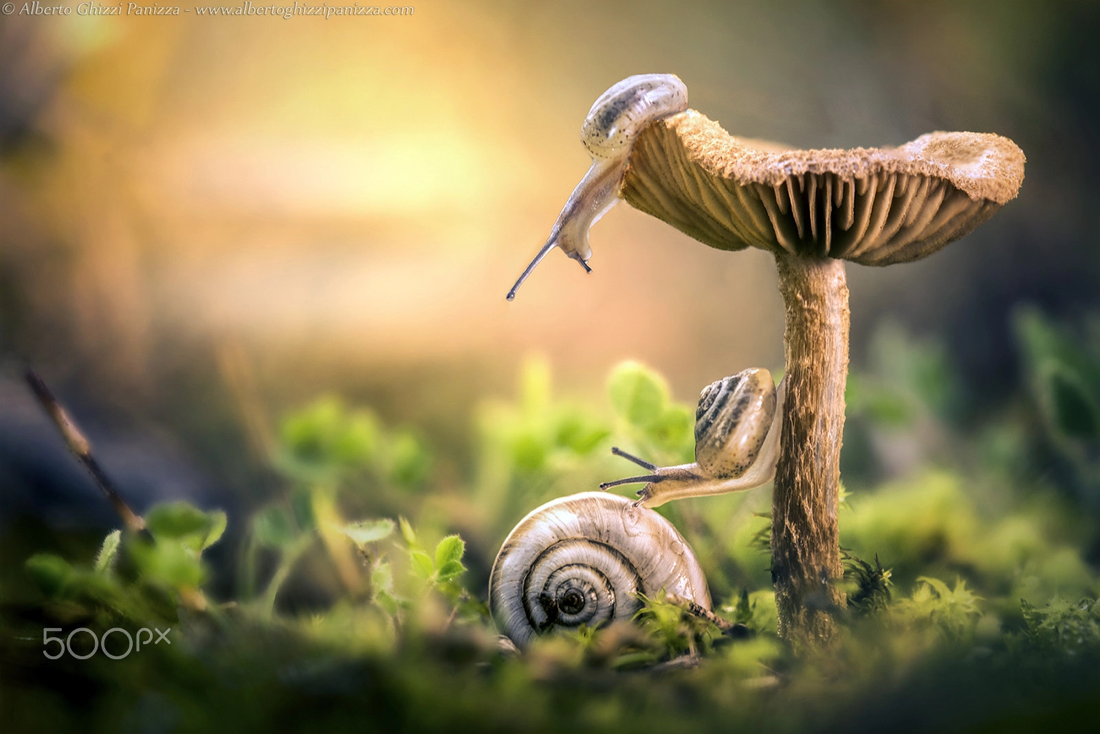 Nikon D810 + Nikon AF Micro-Nikkor 200mm F4D ED-IF sample photo. The awakening of snails photography