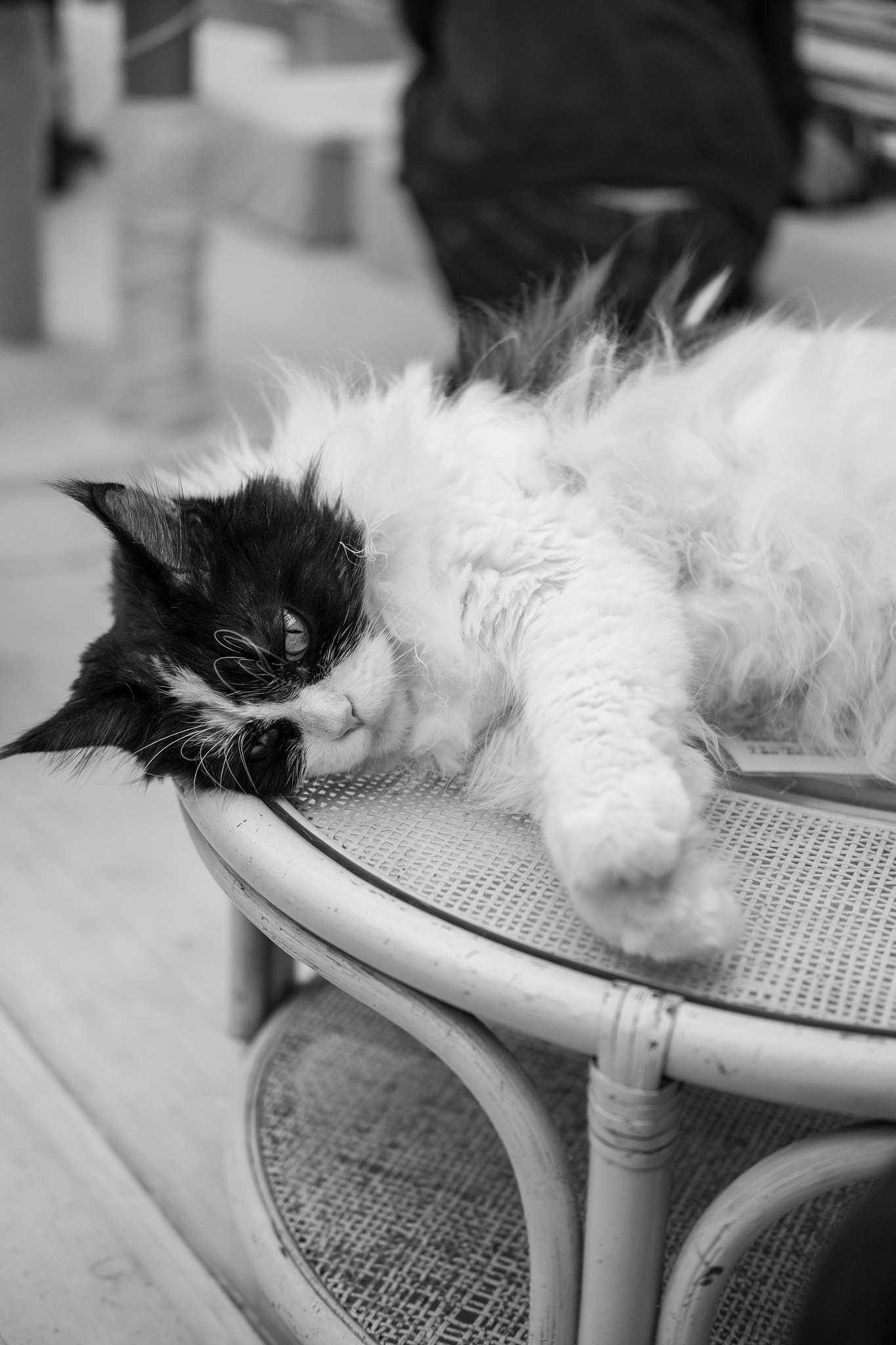 Fujifilm X-E2 + Fujifilm XF 35mm F2 R WR sample photo. Cat in toshima-ku tokyo photography