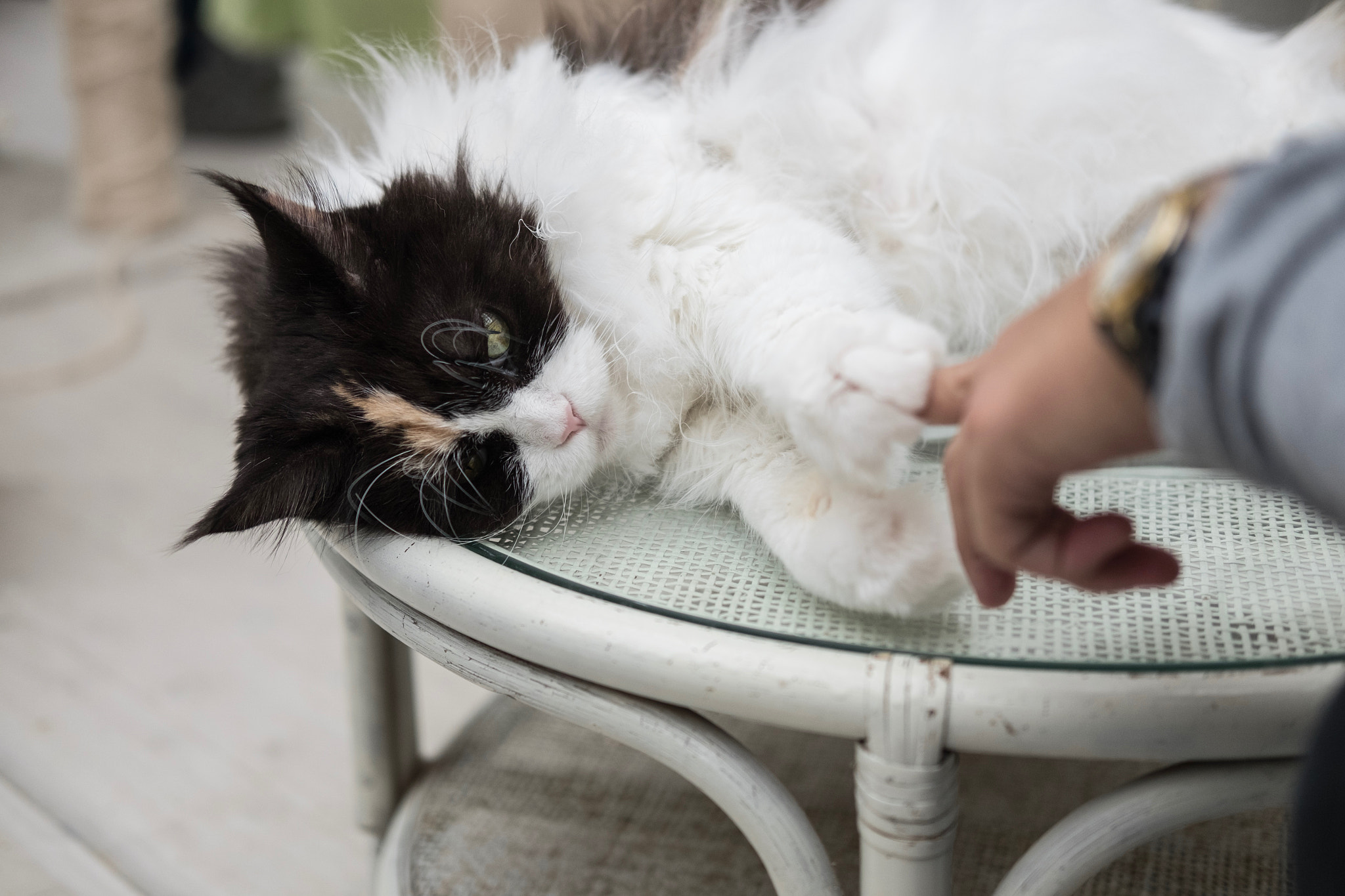 Fujifilm X-E2 + Fujifilm XF 35mm F2 R WR sample photo. Cat in toshima-ku tokyo photography