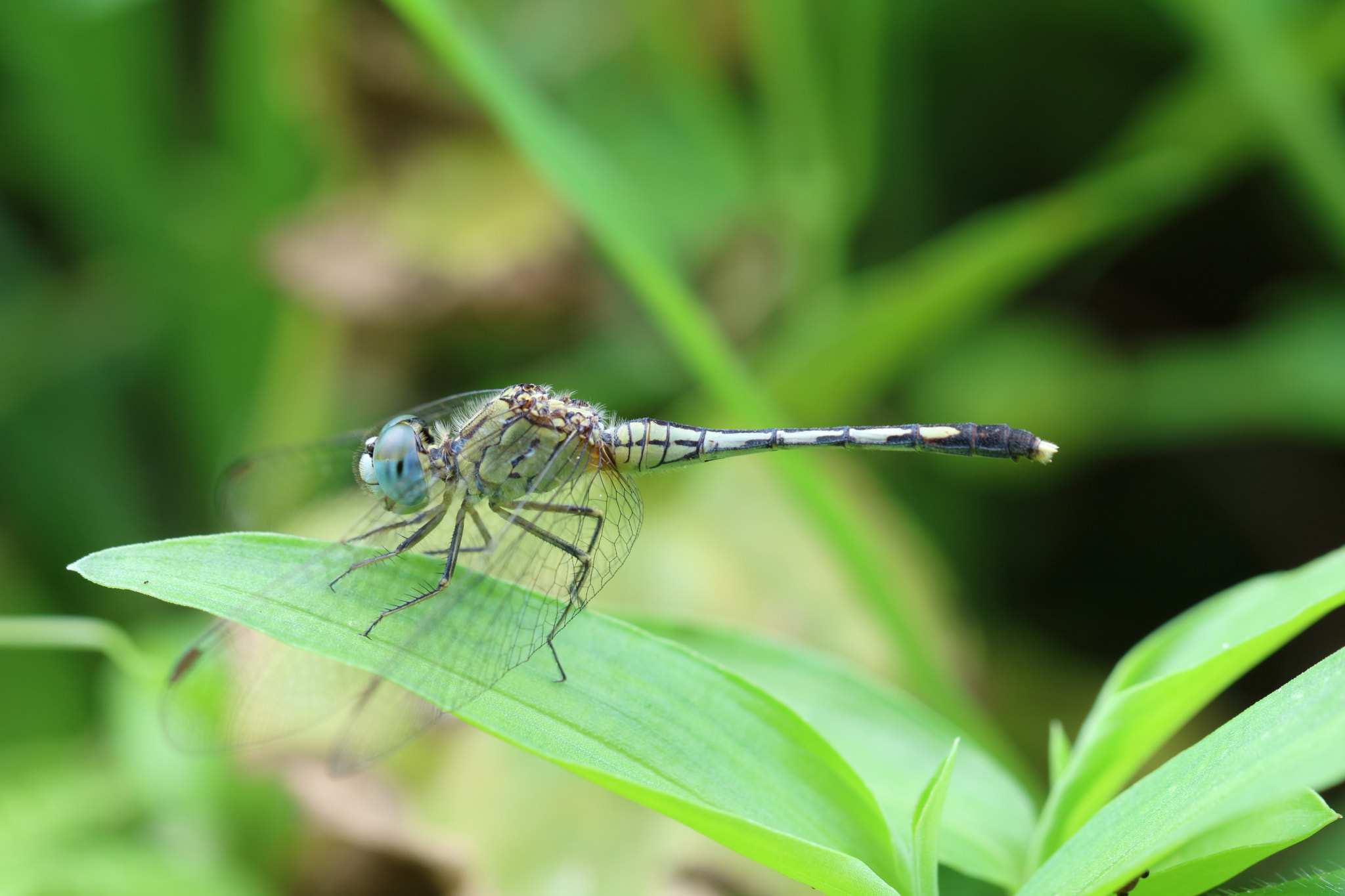 Canon EOS M3 + Canon EF 100mm F2.8L Macro IS USM sample photo. Dragonfly photography