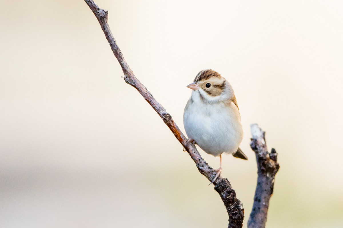 Canon EF 200-400mm F4L IS USM Extender 1.4x sample photo. Clay-colored sparrow photography