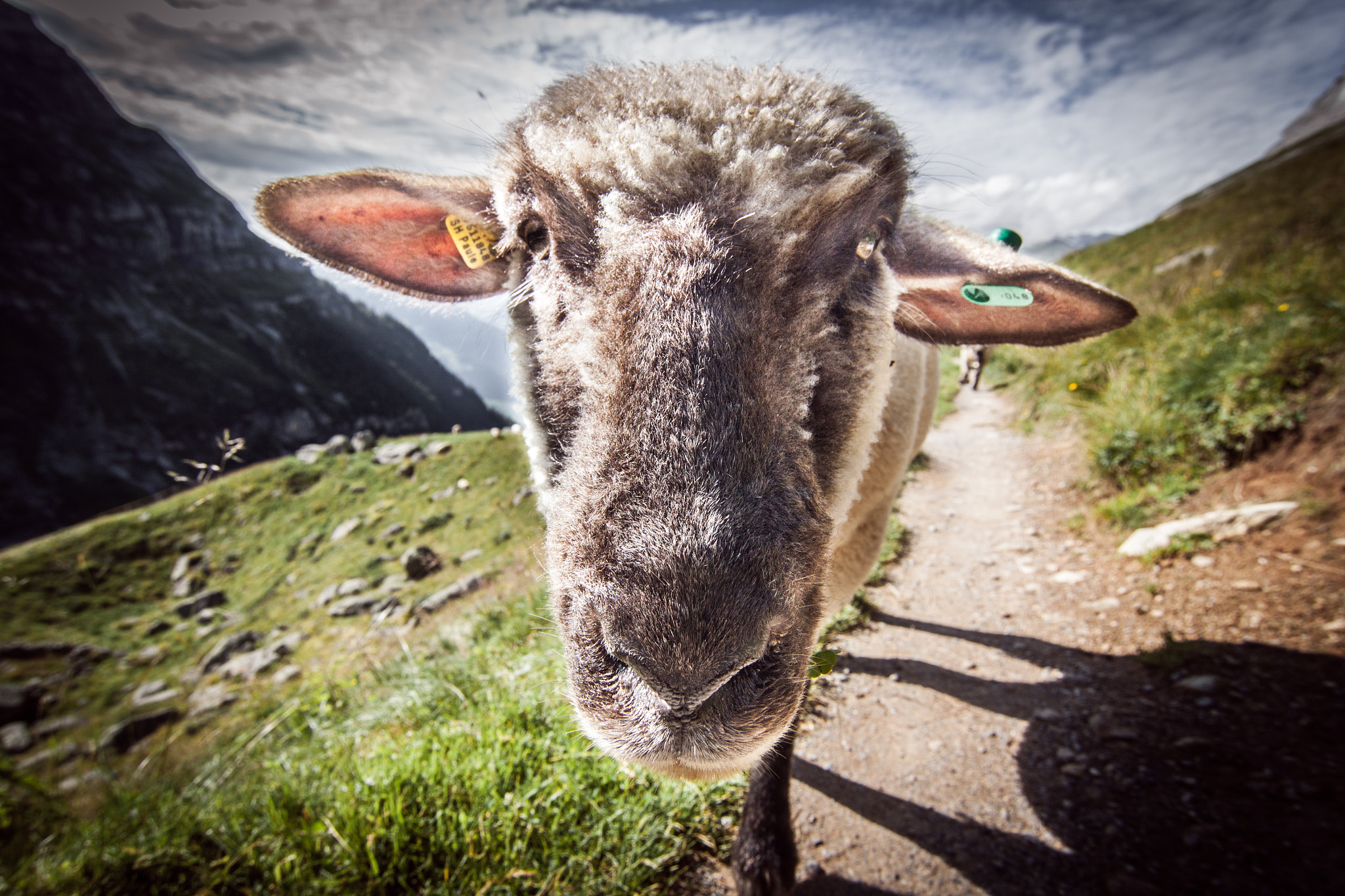 Tokina AT-X Pro 12-24mm F4 (IF) DX sample photo. Sheep photography