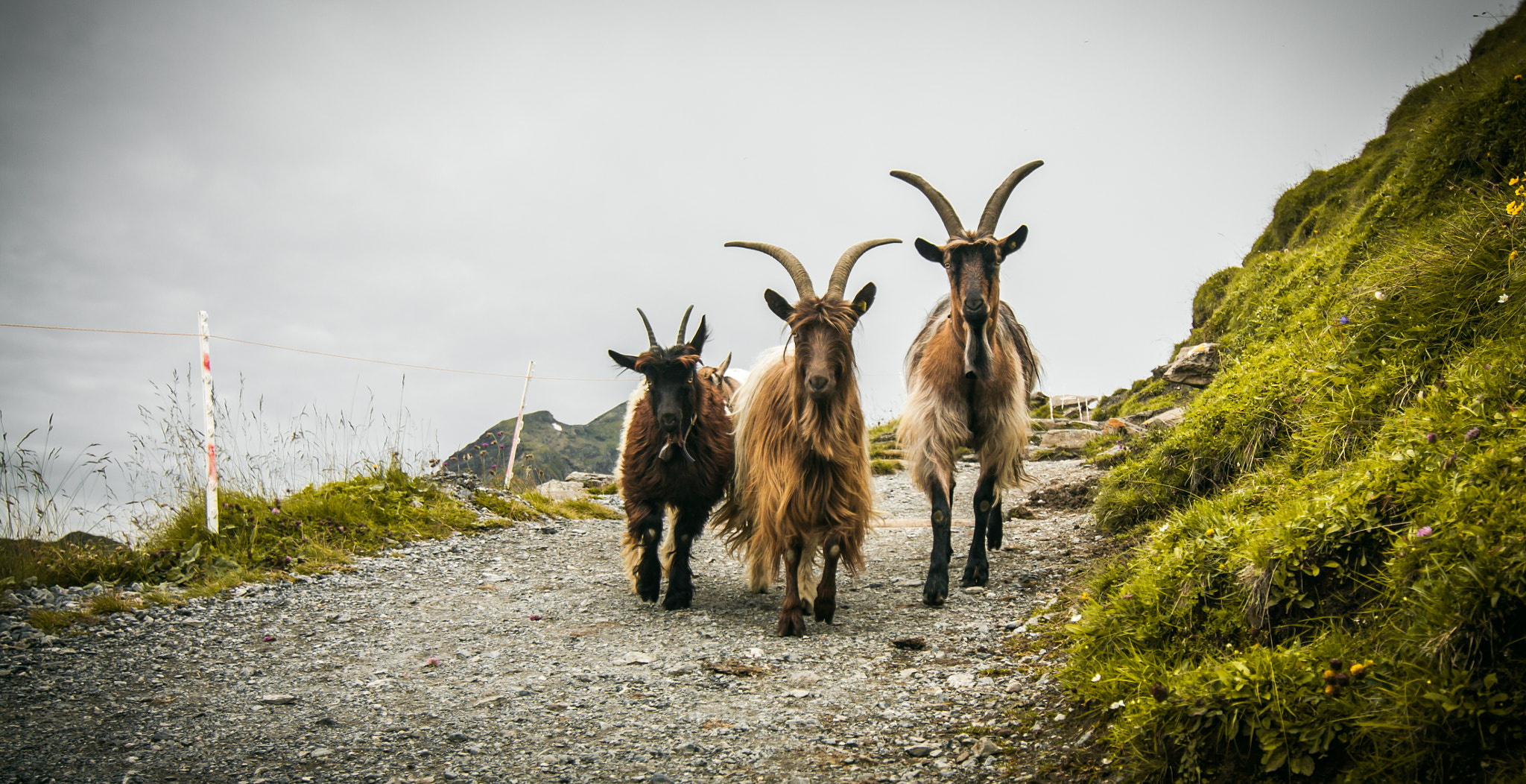 Canon EOS 50D + Tokina AT-X Pro 12-24mm F4 (IF) DX sample photo. Goat photography