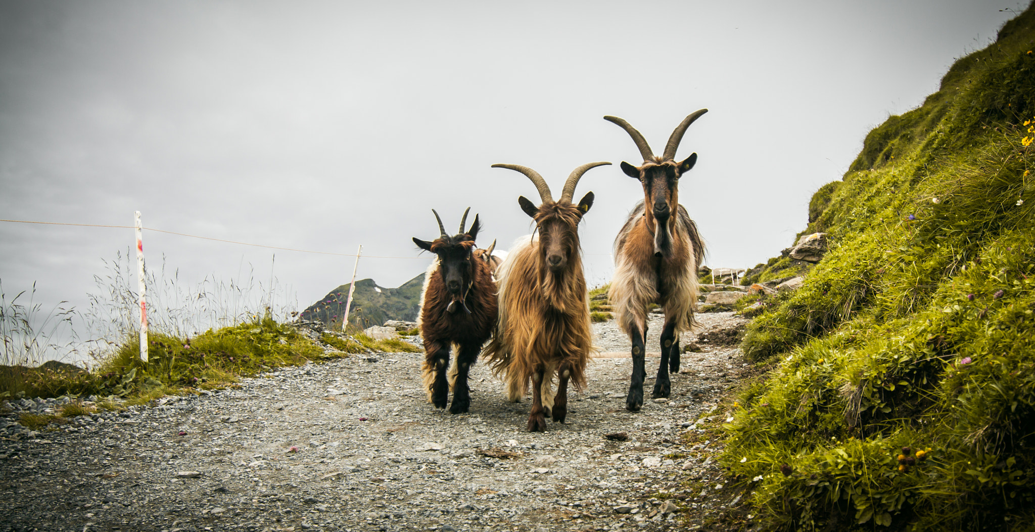 Tokina AT-X Pro 12-24mm F4 (IF) DX sample photo. Goat photography