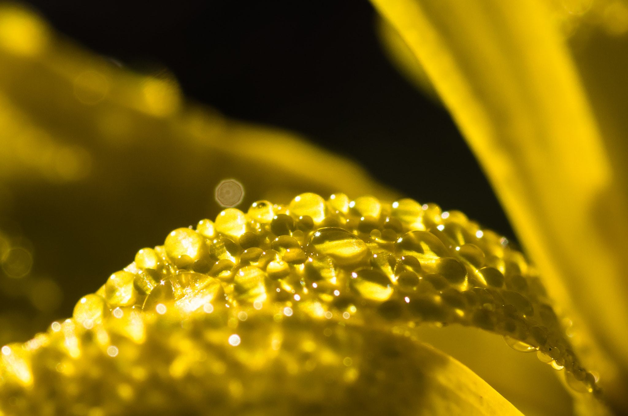 Pentax K-5 + Tamron SP AF 90mm F2.8 Di Macro sample photo. Yellow pearls photography