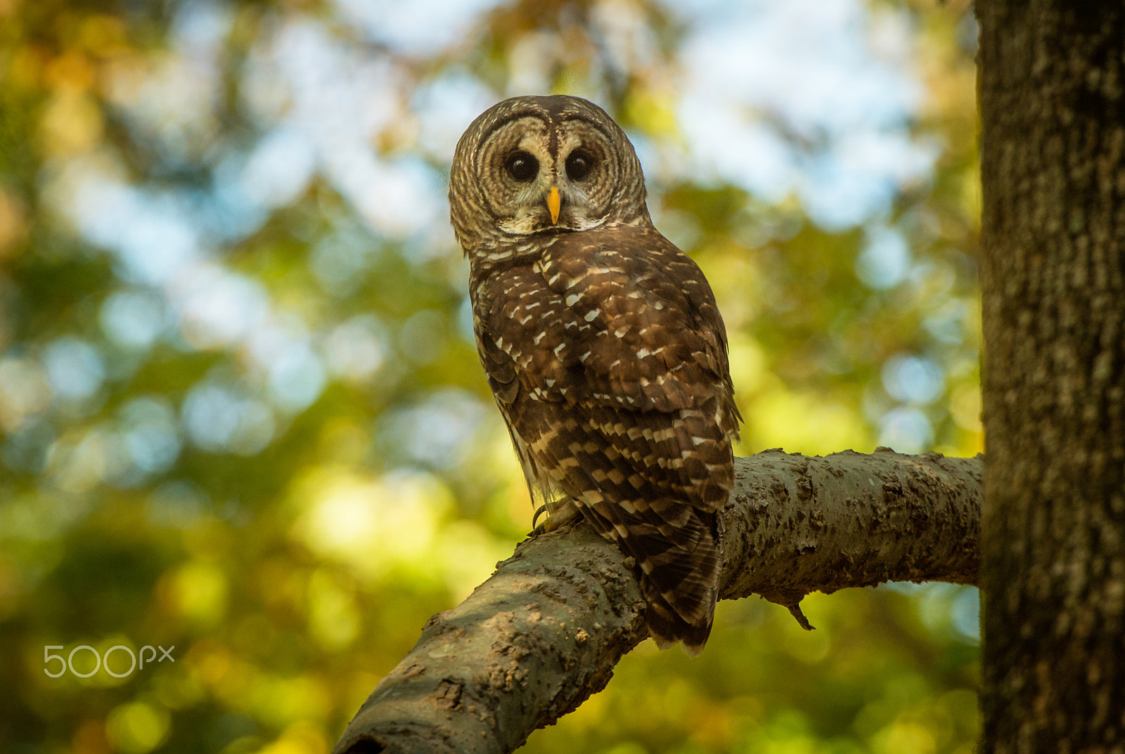 Nikon AF-S Nikkor 200-400mm F4G ED-IF VR sample photo. Barred owl photography