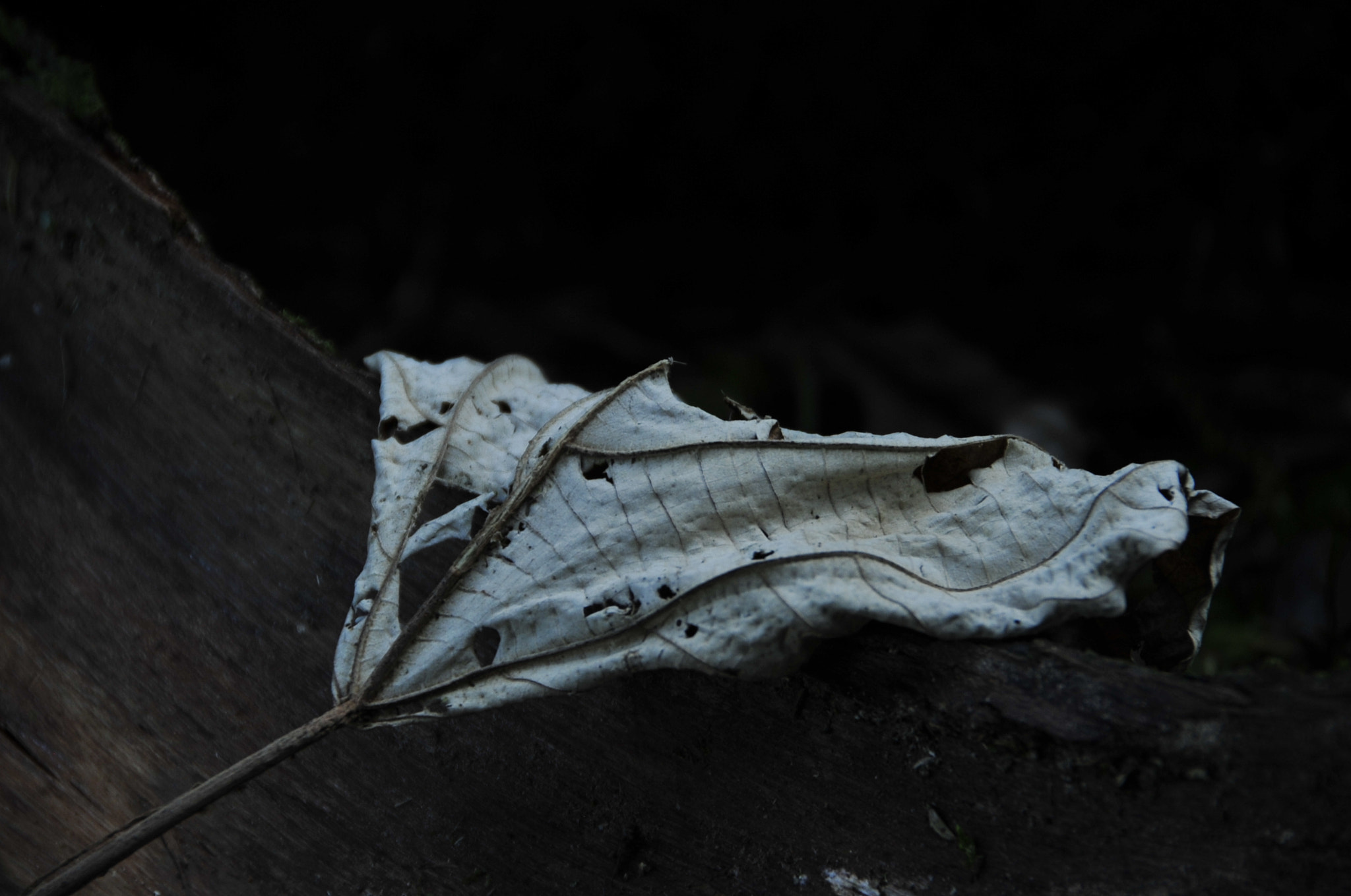 Nikon D3 sample photo. .. photography
