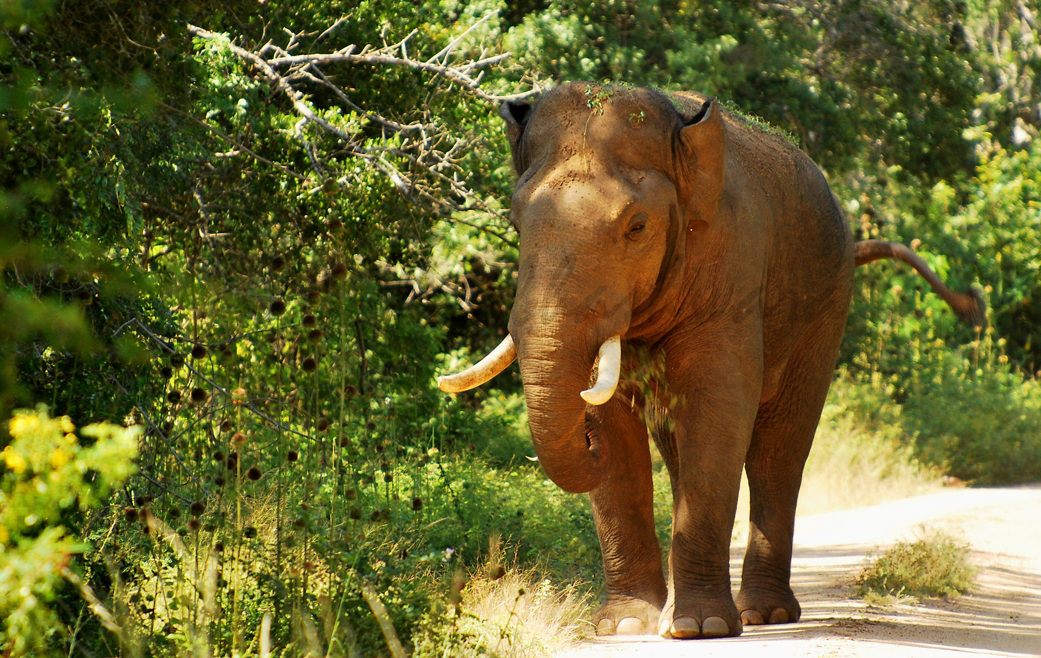 Nikon D60 sample photo. Charging tusker @ yala national park photography