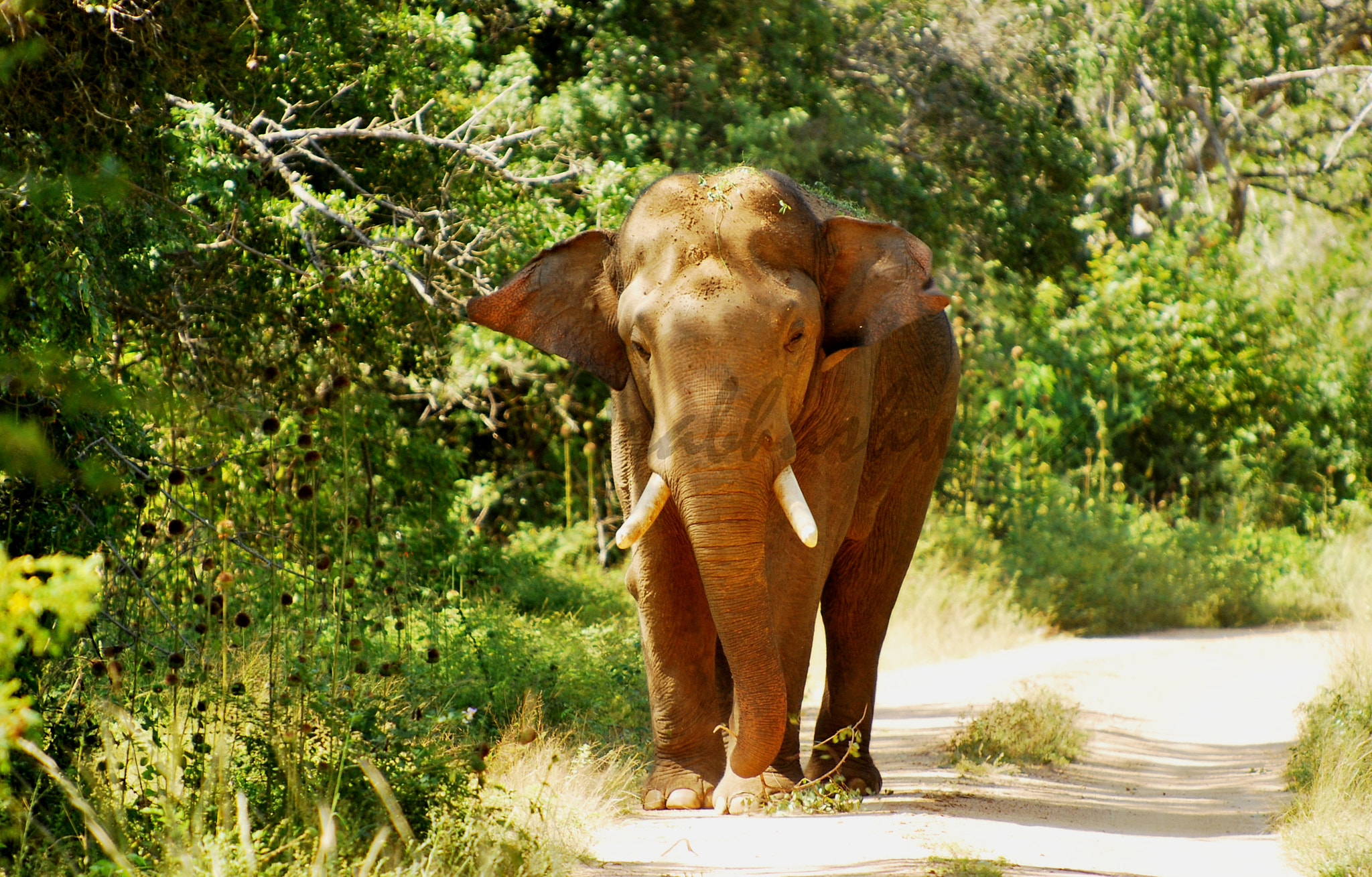 Nikon D60 sample photo. Tusker @ yala national park photography