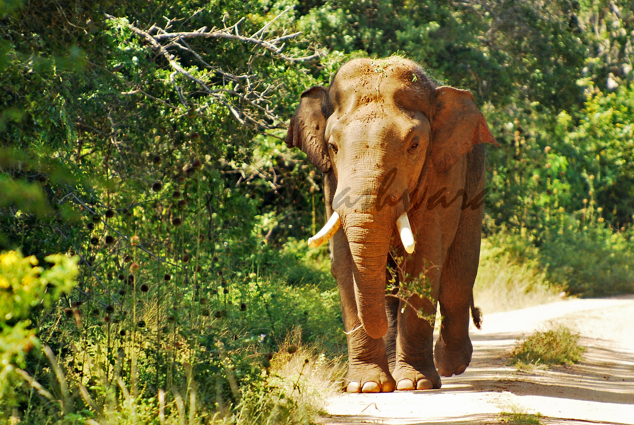 Nikon D60 sample photo. Tusker @ yala national park dsc photography