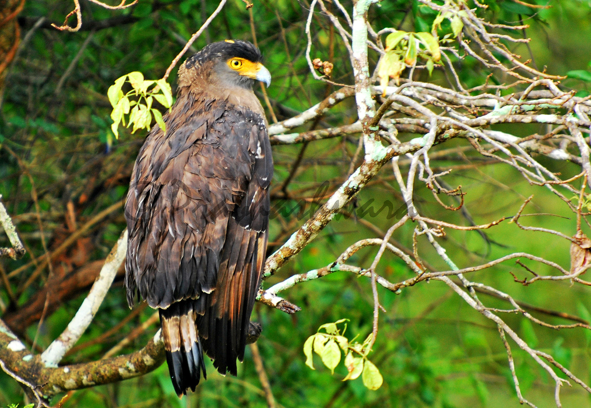 Nikon D60 sample photo. Crested serpent eagle photography