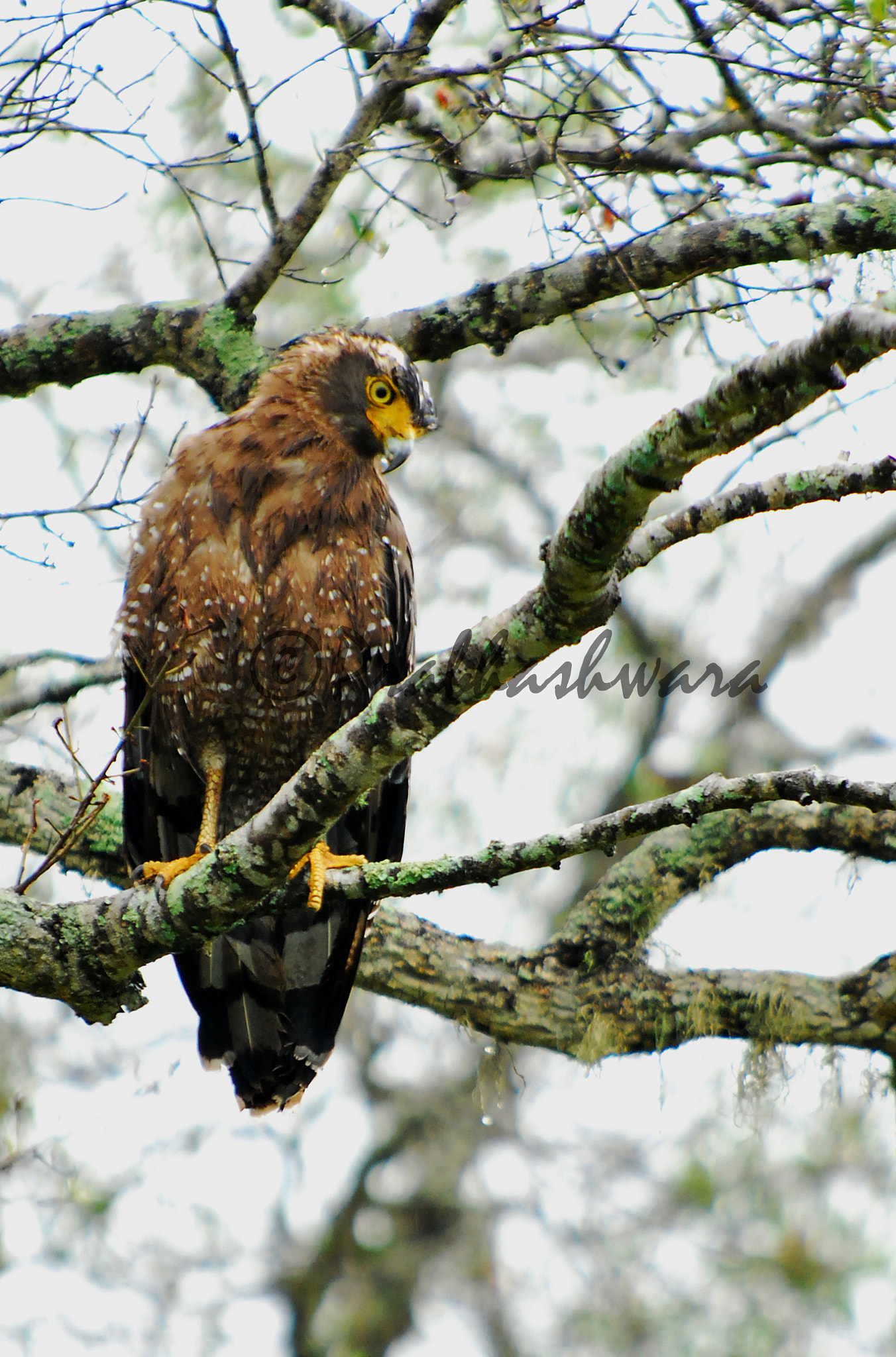 Nikon D60 sample photo. Crested serpent eagle photography