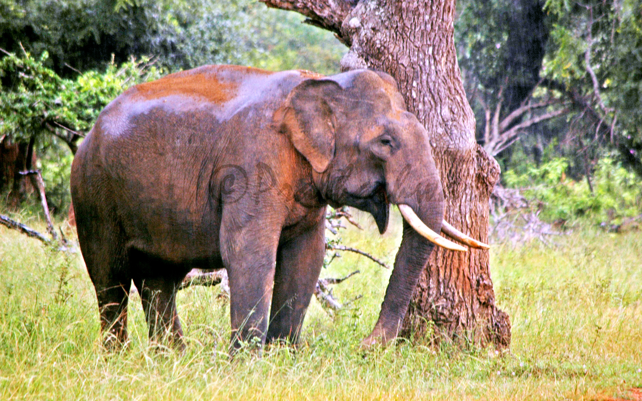 Nikon D70s sample photo. Tusker @ yala national park photography