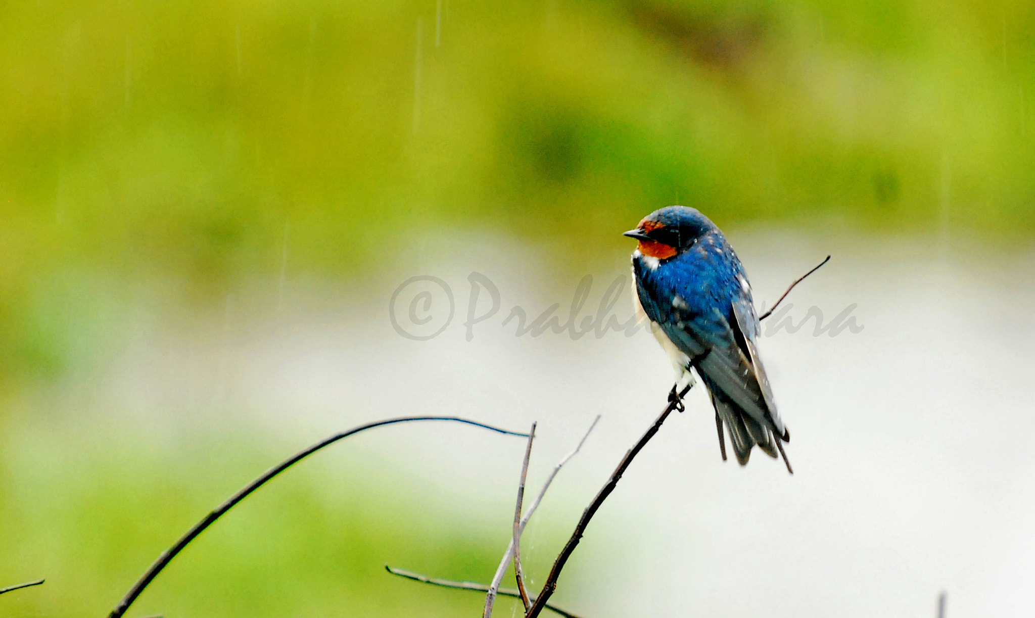 Nikon D60 sample photo. Barn swallow photography