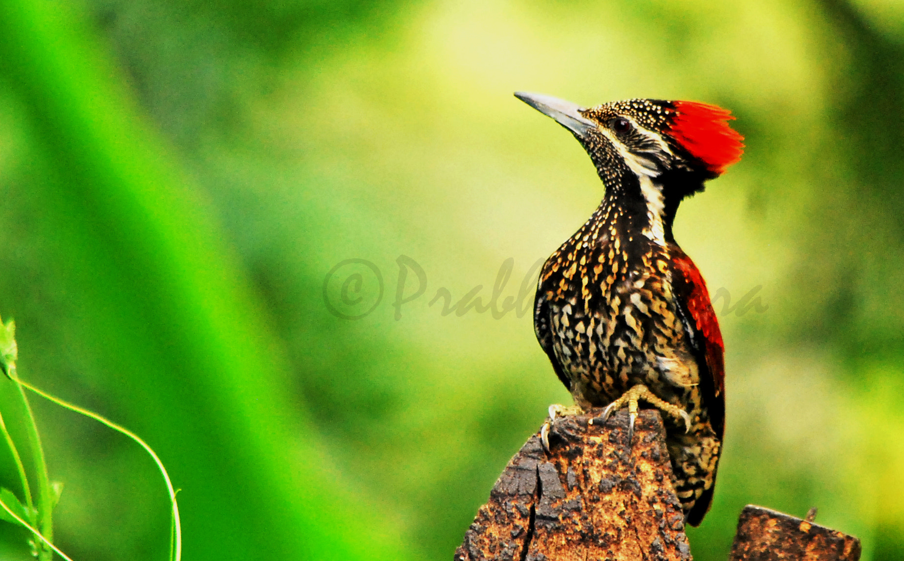 Nikon D60 sample photo. Lesser goldenback photography