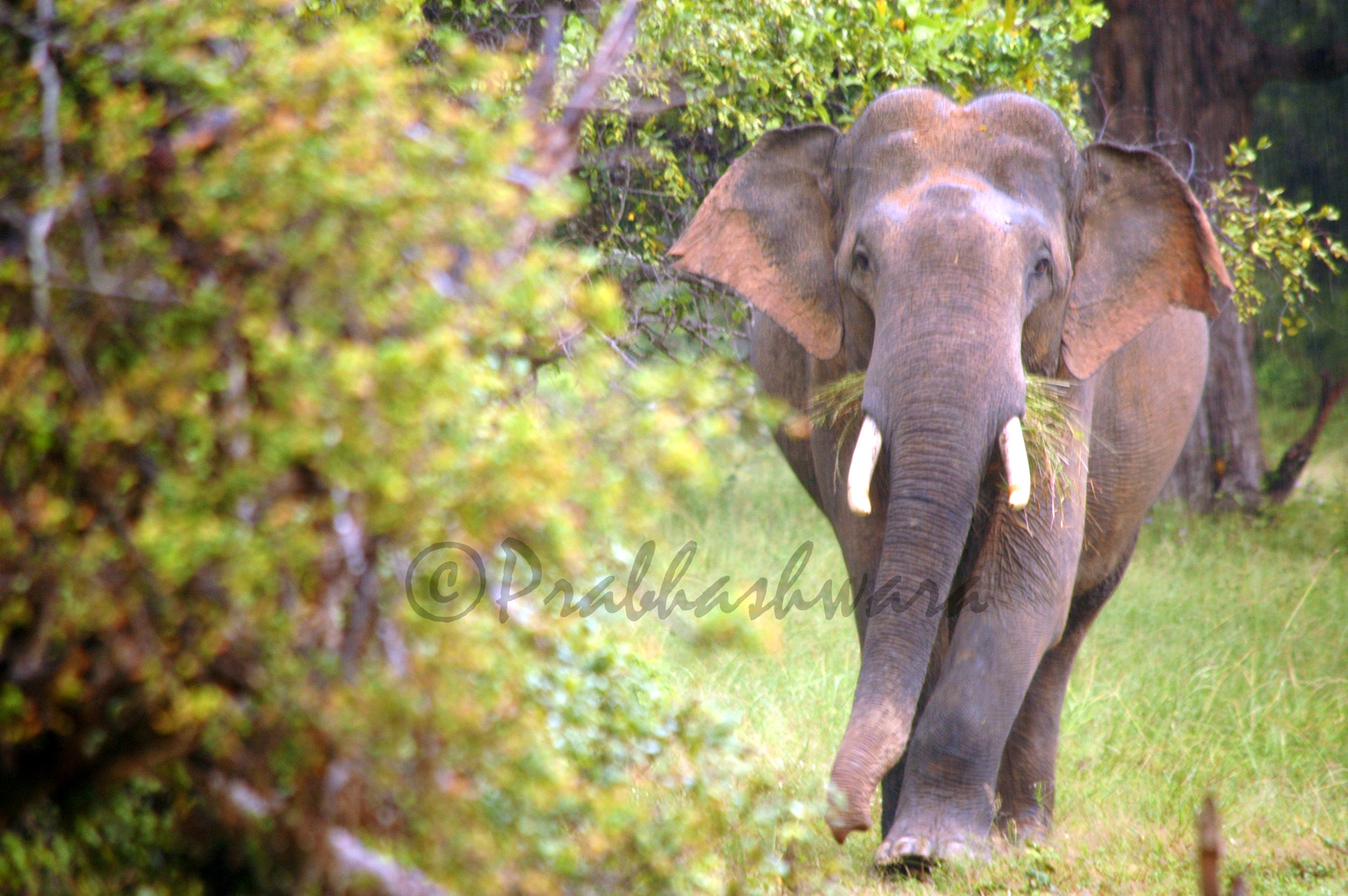Nikon D70s sample photo. Tusker @ yala national park photography