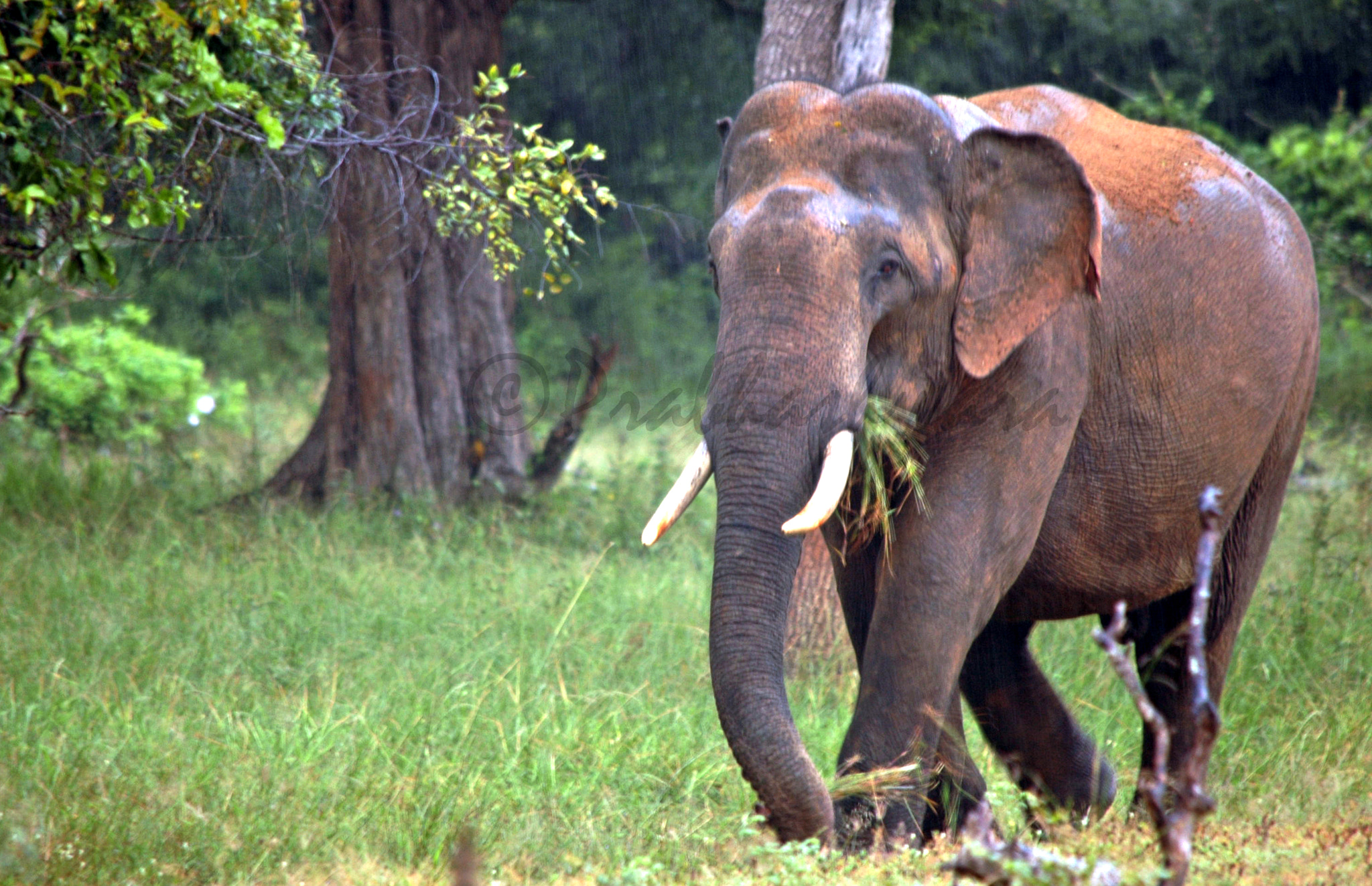 Nikon D70s sample photo. Tusker @ yala national park photography