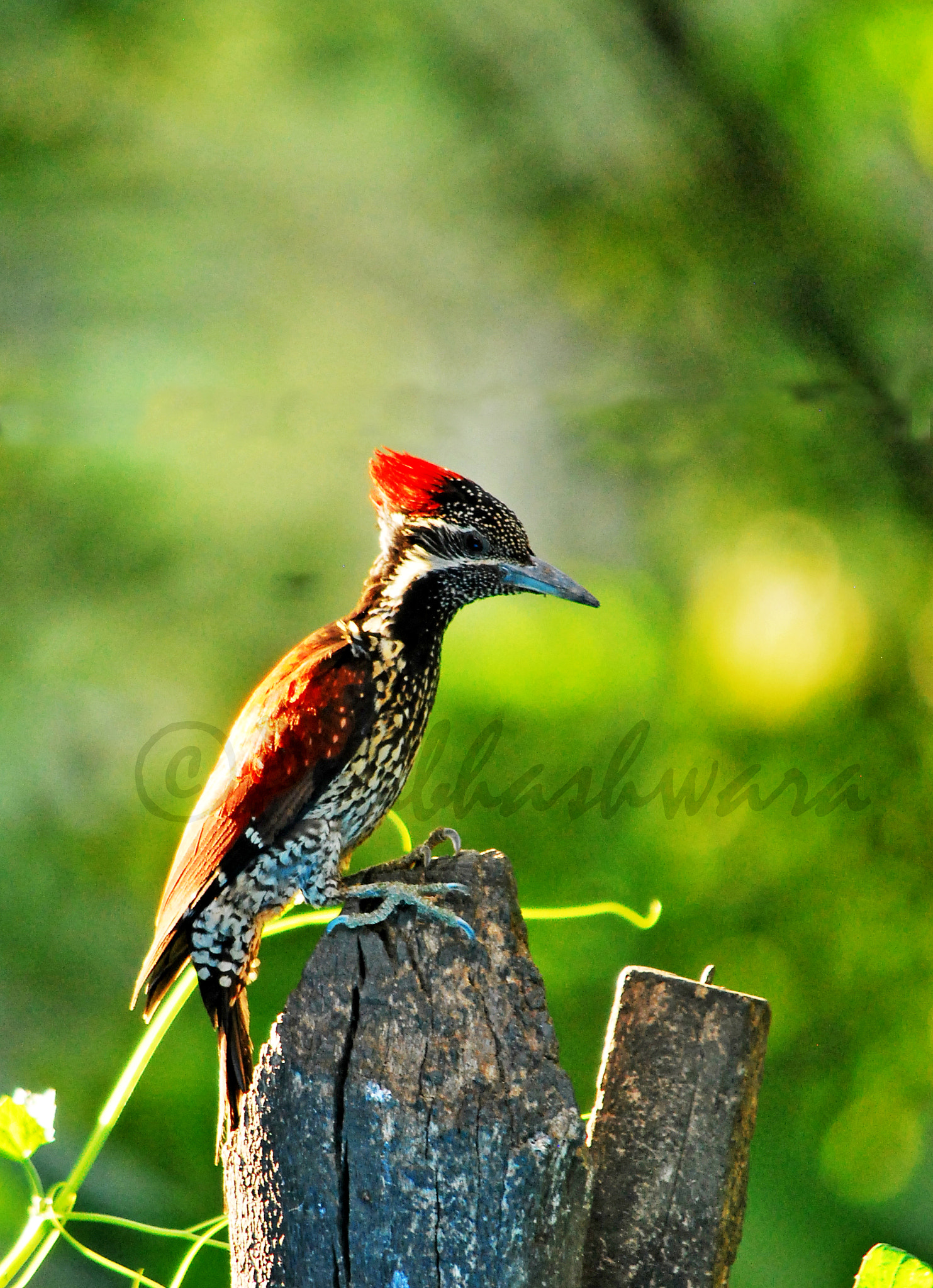 Nikon D60 sample photo. Lesser goldenback photography