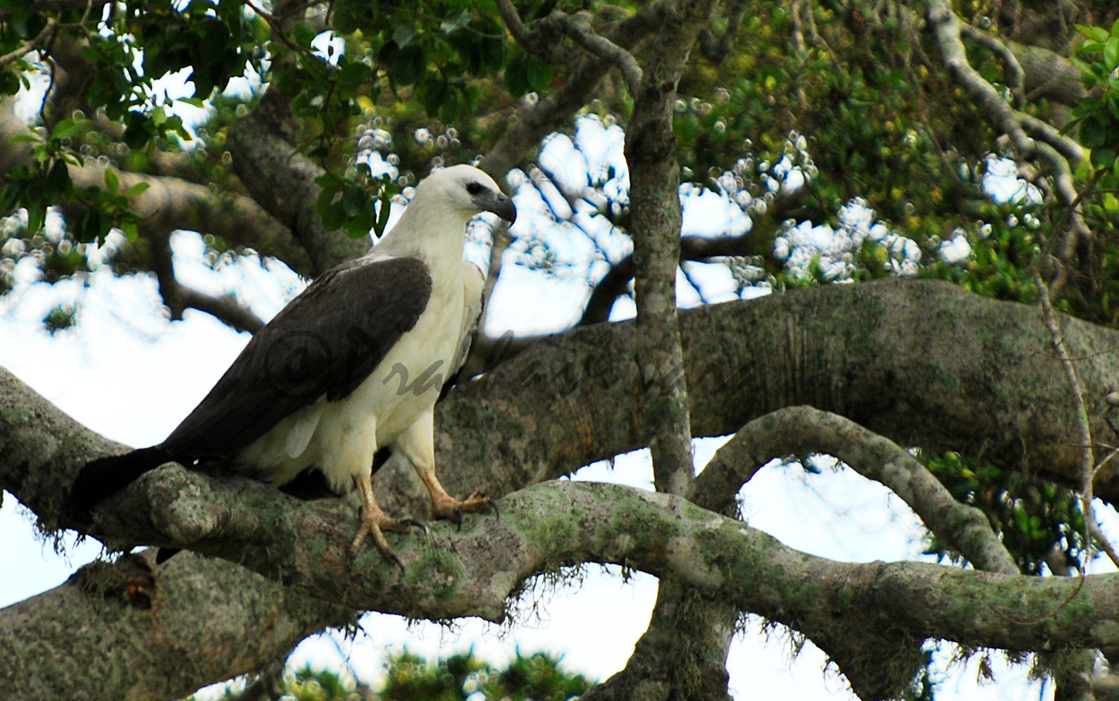 Nikon D60 sample photo. White-bellied sea eaglesc photography