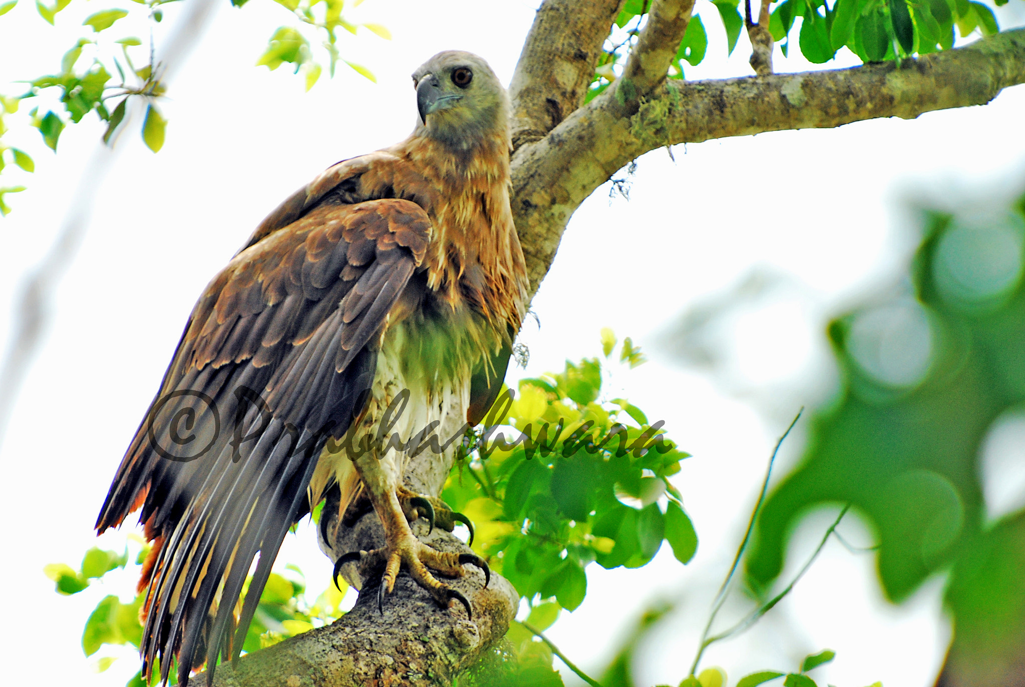 Nikon D60 sample photo. Grey-headed fish eagle photography
