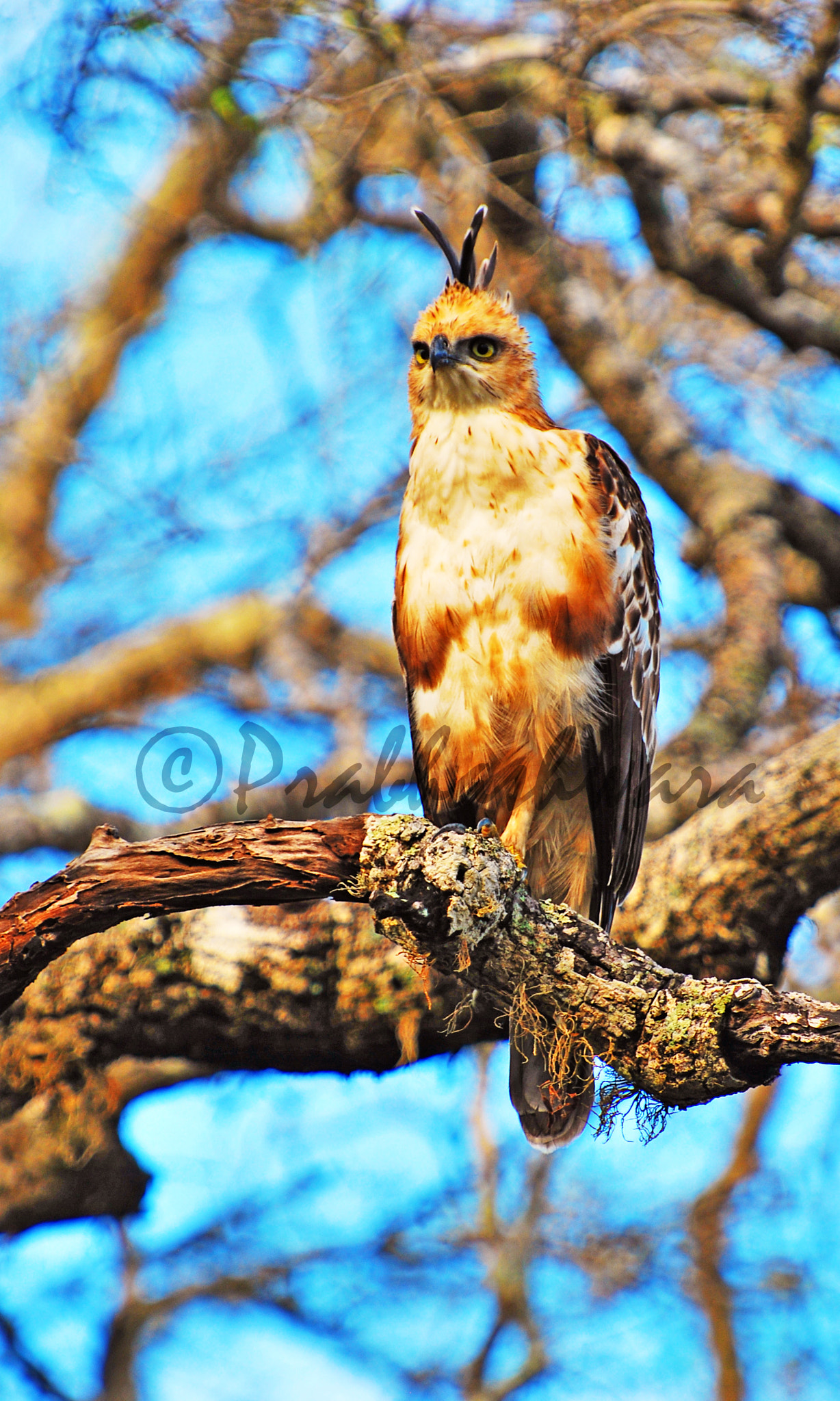 Nikon D60 sample photo. Crested hawk eagle photography