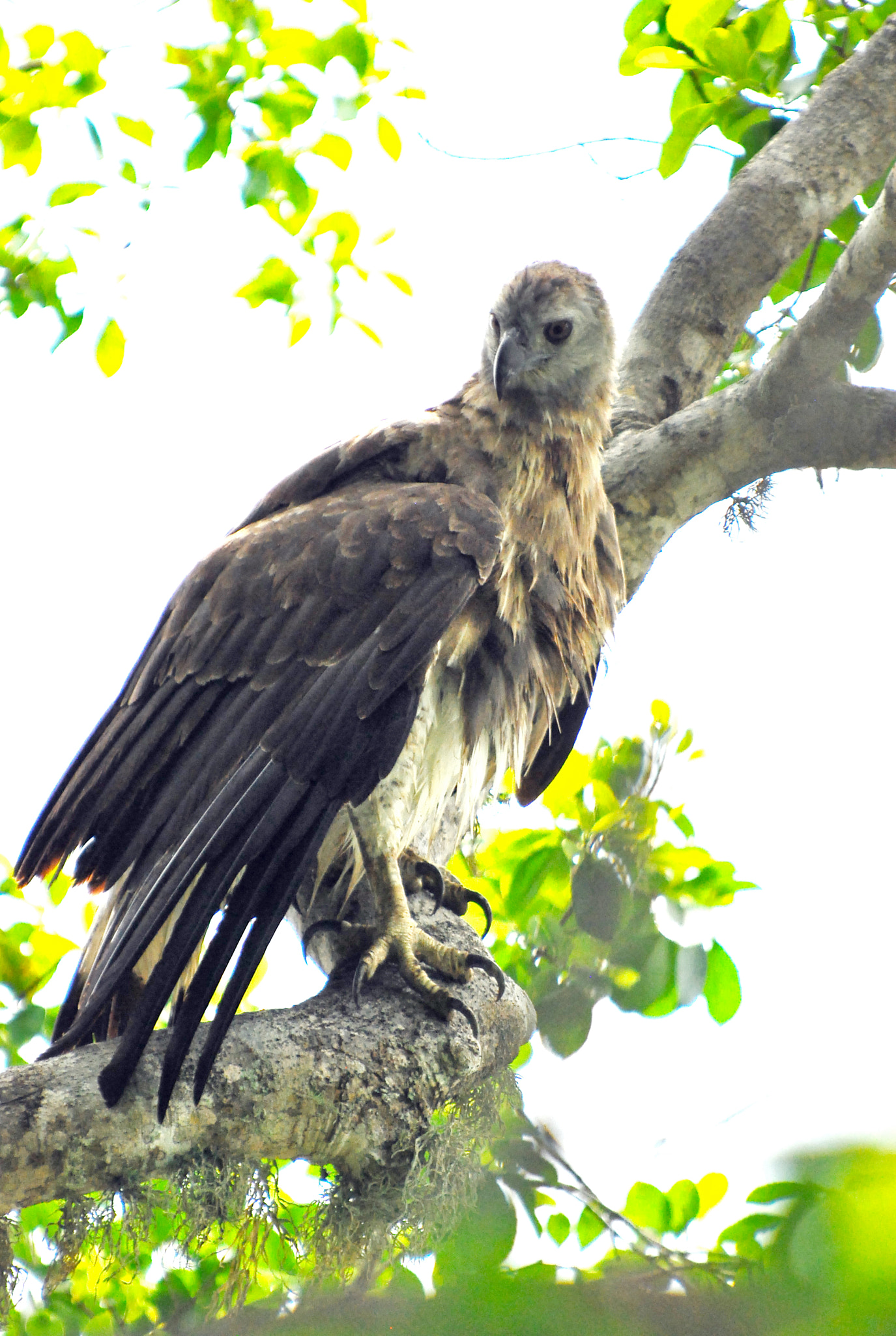 Nikon D60 sample photo. Grey-headed fish eagle photography