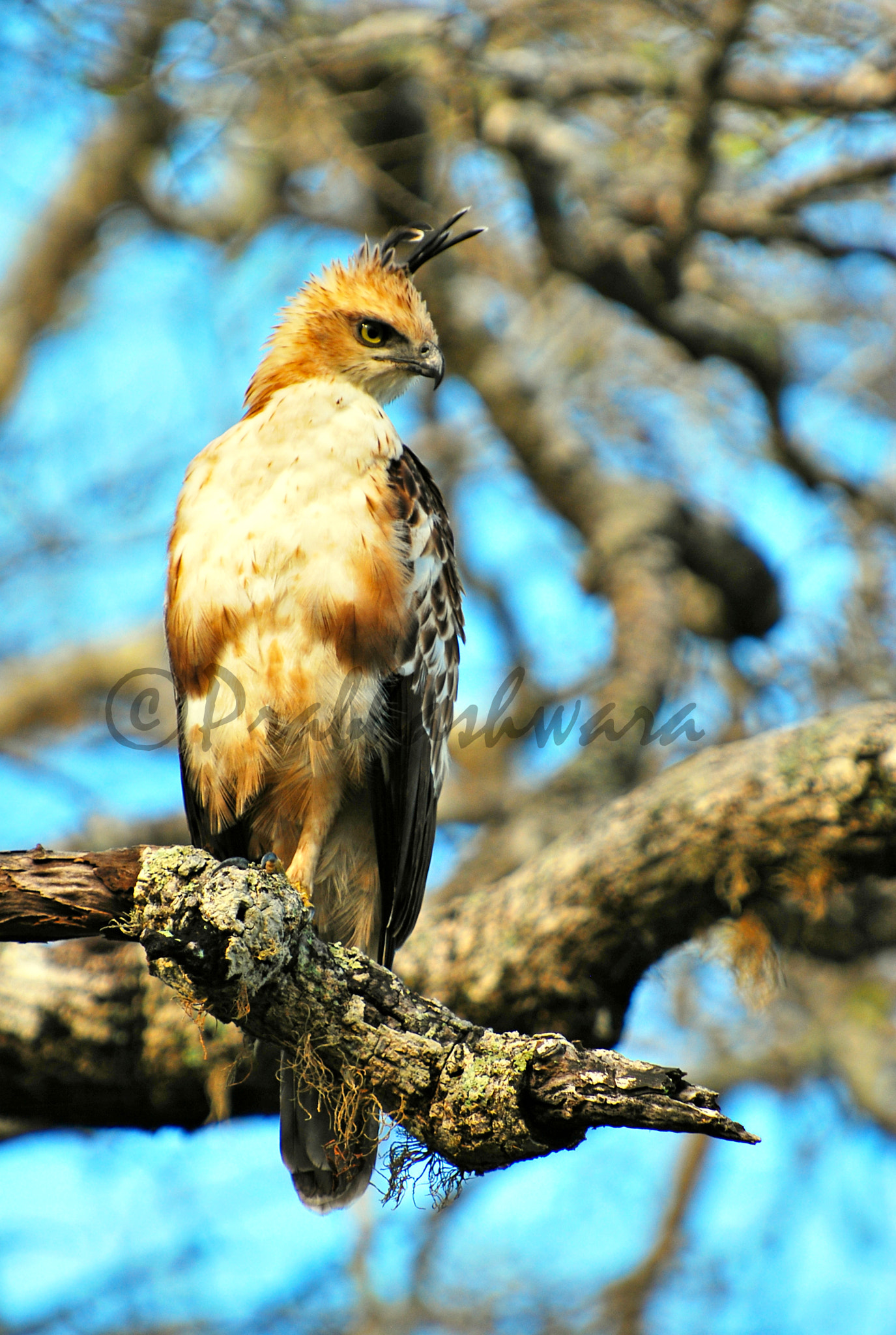 Nikon D60 sample photo. Crested hawk eagle photography
