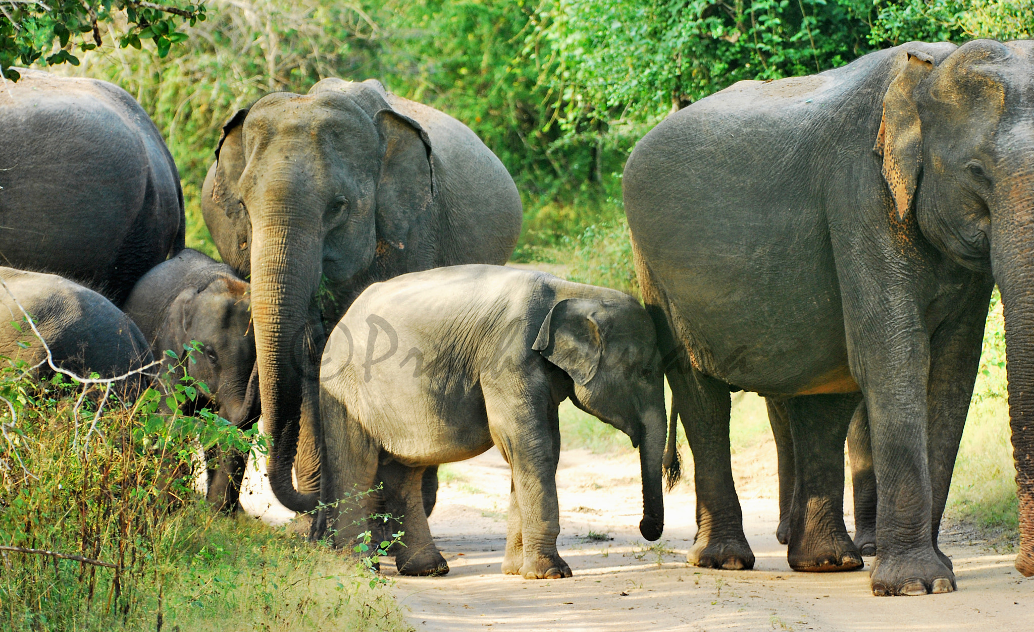 Nikon D60 sample photo. Elephant cub photography