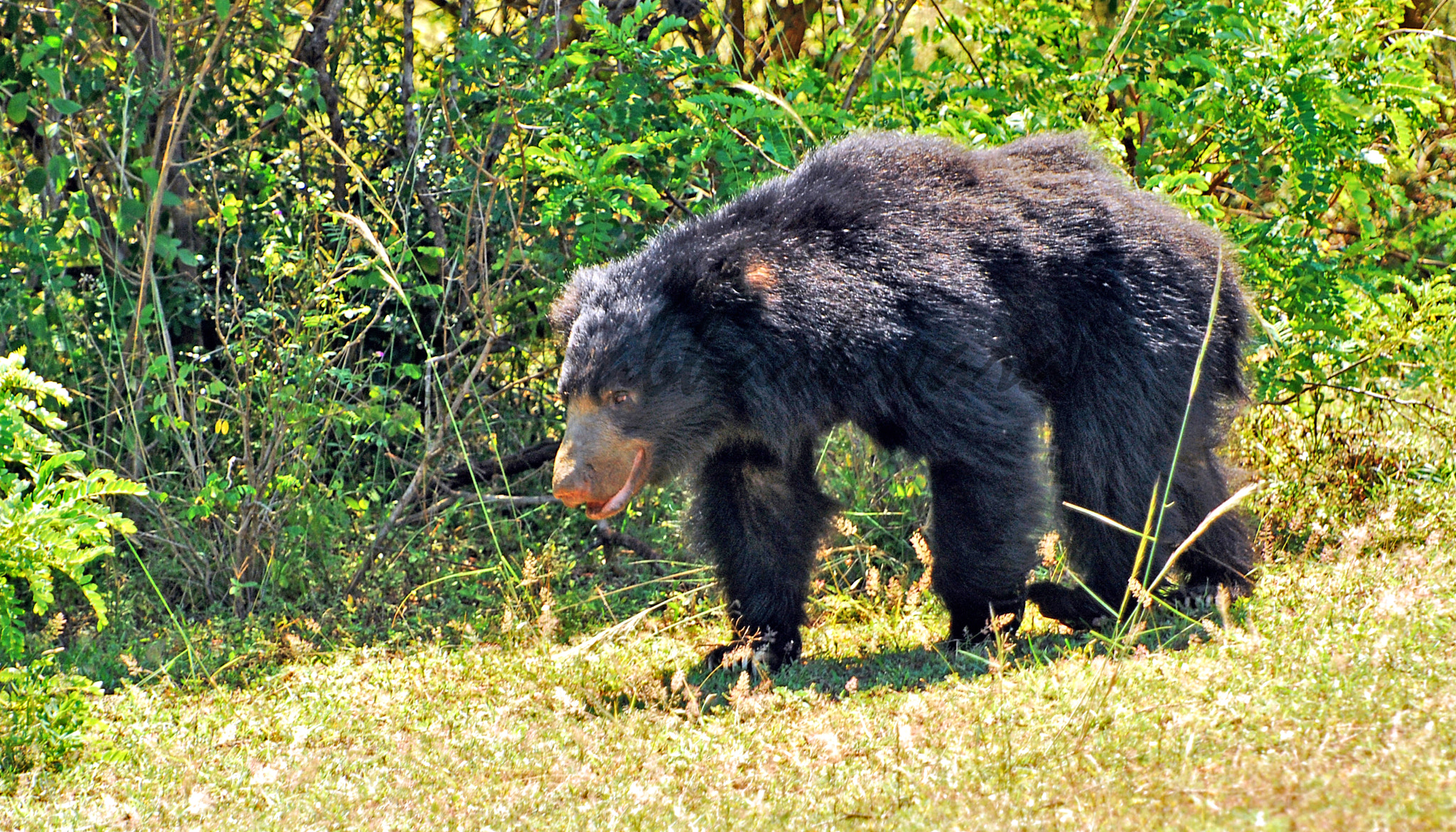 Nikon D60 sample photo. Sri lankan sloth bear photography