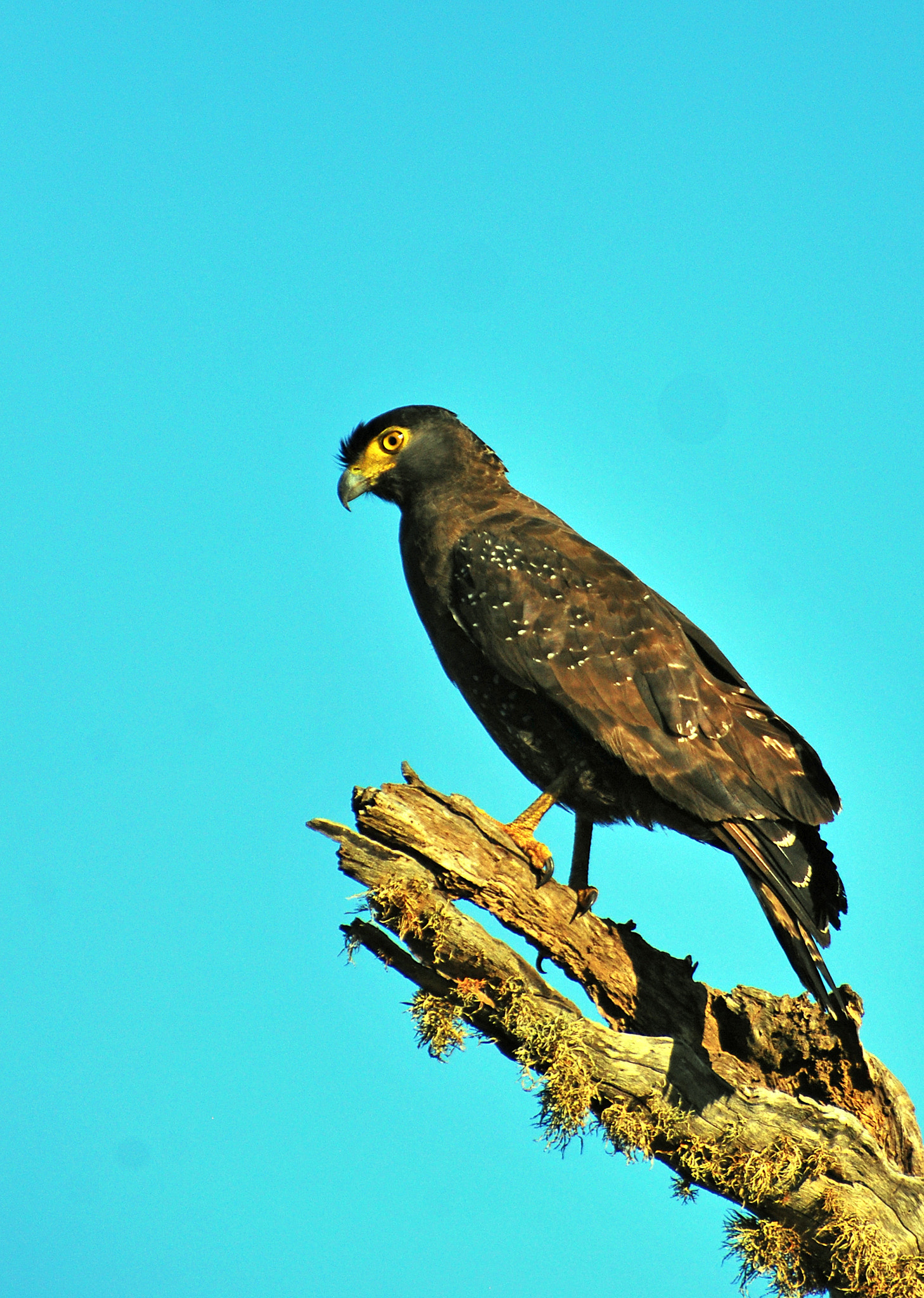Nikon D60 sample photo. Crested serpent eagle photography