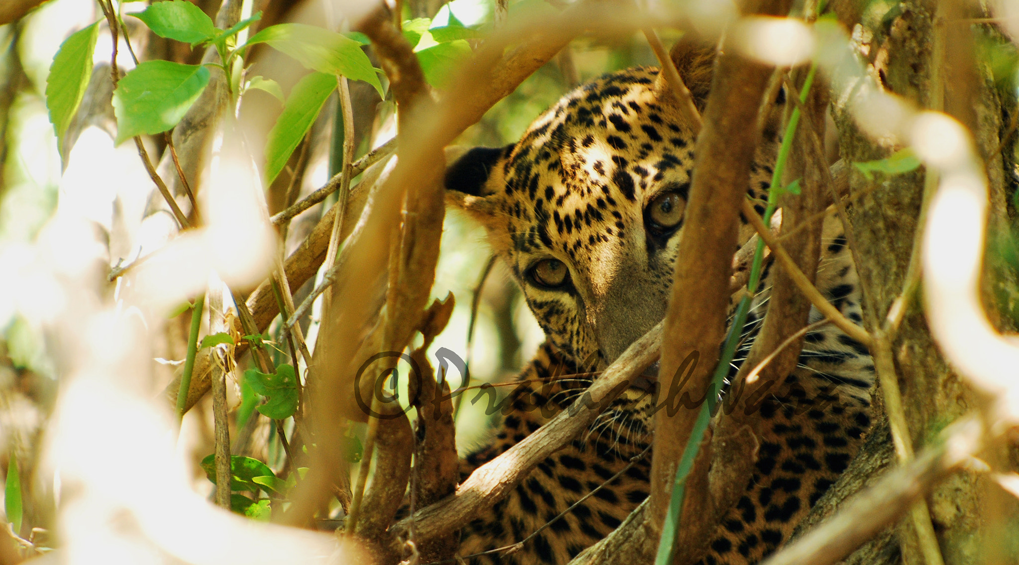 Nikon D60 sample photo. Sri lankan lepored photography