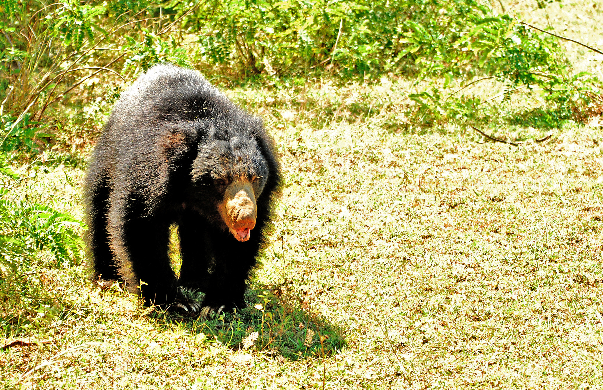 Nikon D60 + Nikon AF-S Nikkor 70-200mm F2.8G ED VR sample photo. Sri lankan sloth bear photography