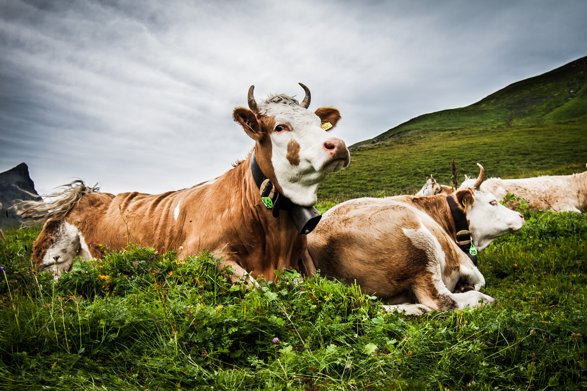 Canon EOS 50D + Tokina AT-X Pro 12-24mm F4 (IF) DX sample photo. Cow photography