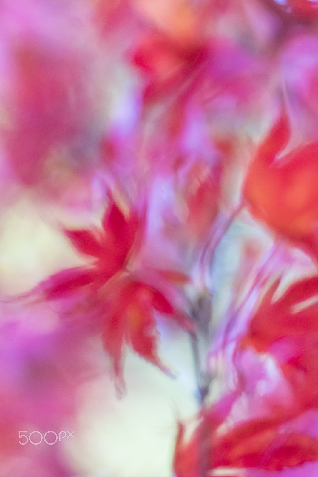 Canon EF 100mm F2.8 Macro USM sample photo. Photograph or painting? photography