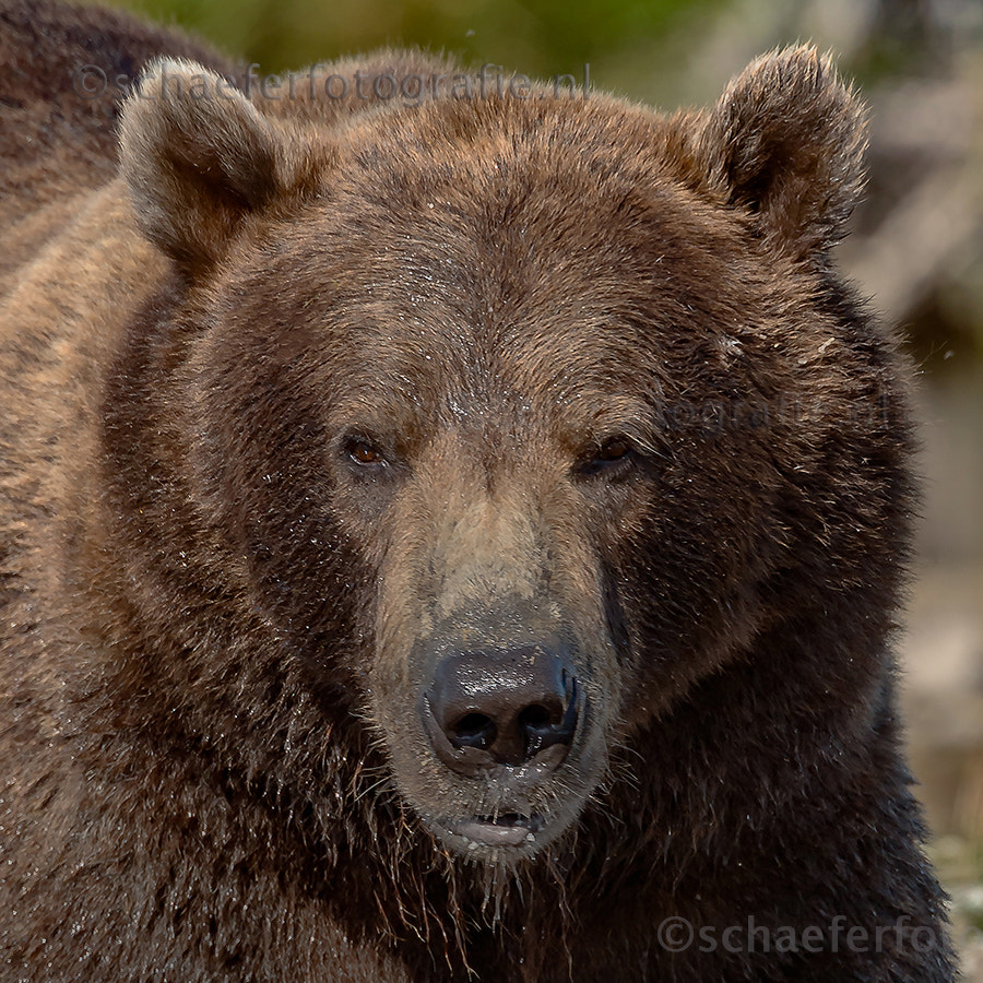 Canon EF 500mm F4L IS USM sample photo. Brown bear photography