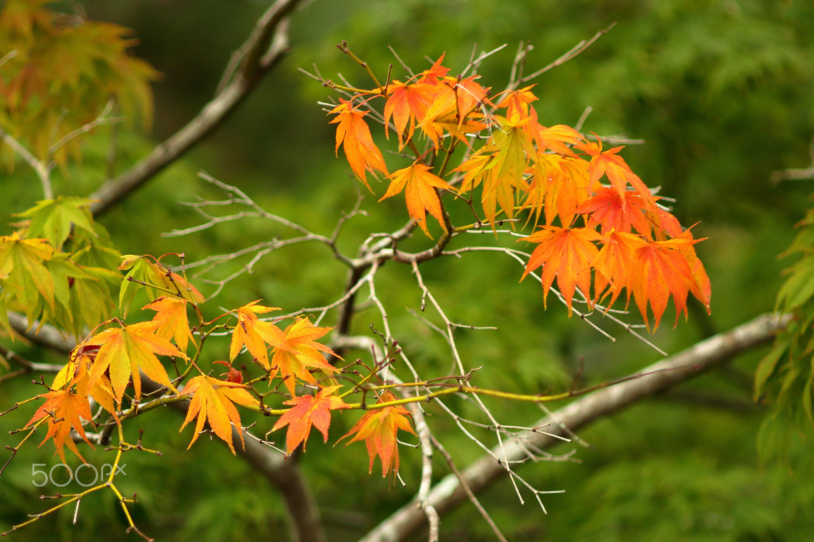 Canon EF 135mm F2.8 SF sample photo. Welcome to autumn photography