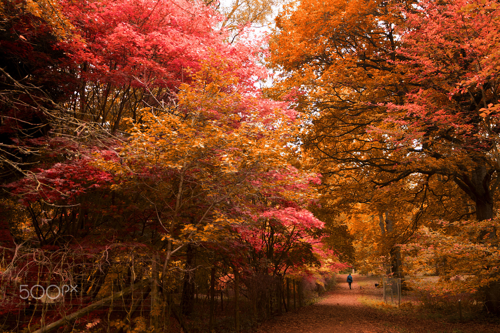 Nikon D500 sample photo. A walk in the woods photography